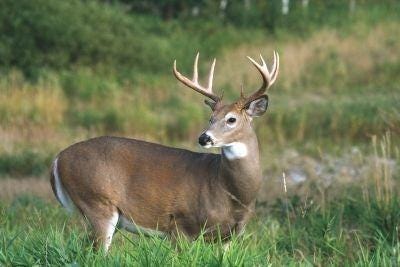 Ohio 2018-2019 hunting, trapping seasons approved