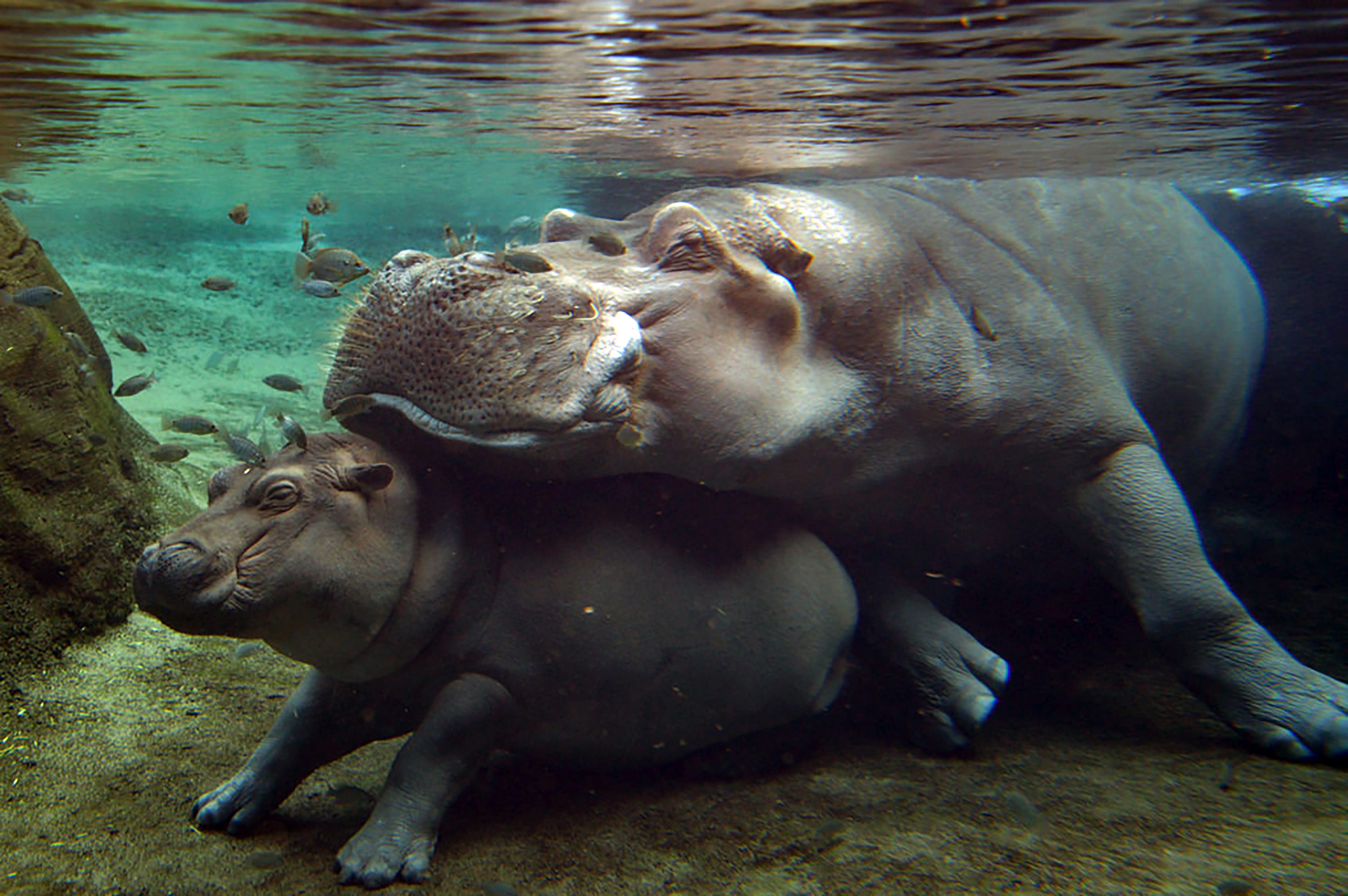 Henry The Hippo Dad Of Adorable Fiona Dies In Cincinnati Ksdk Com