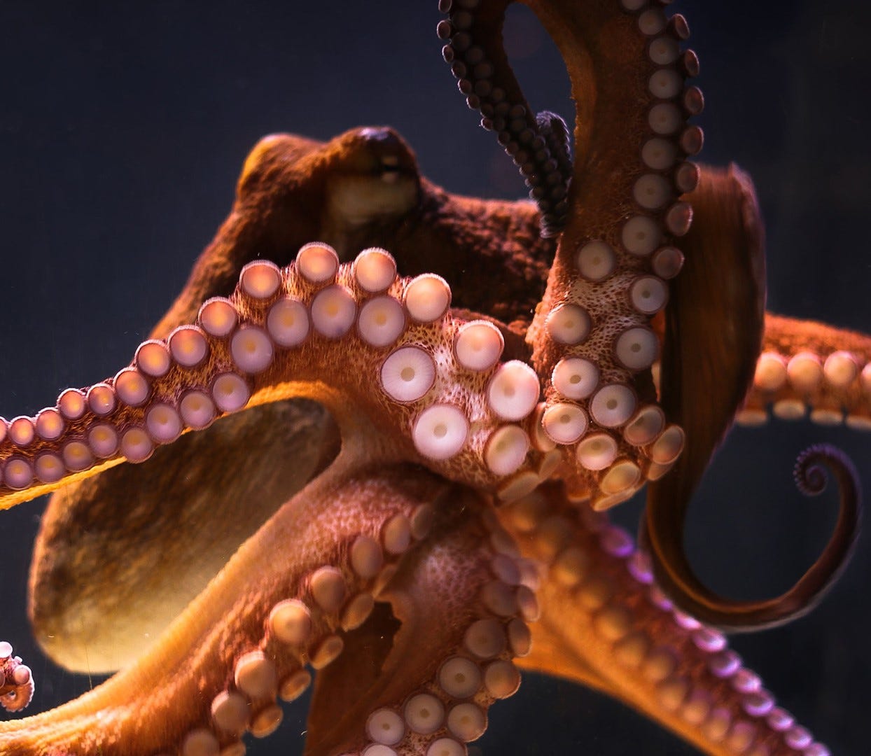 Ring of Fire: New Aquarium exhibit includes Giant Pacific Octopus