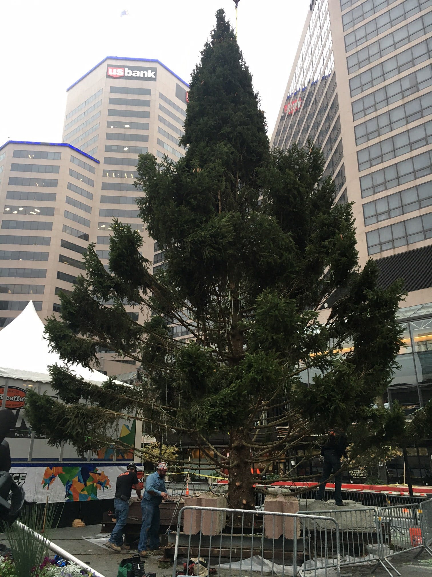 The annual Macy's tree is home for the holidays