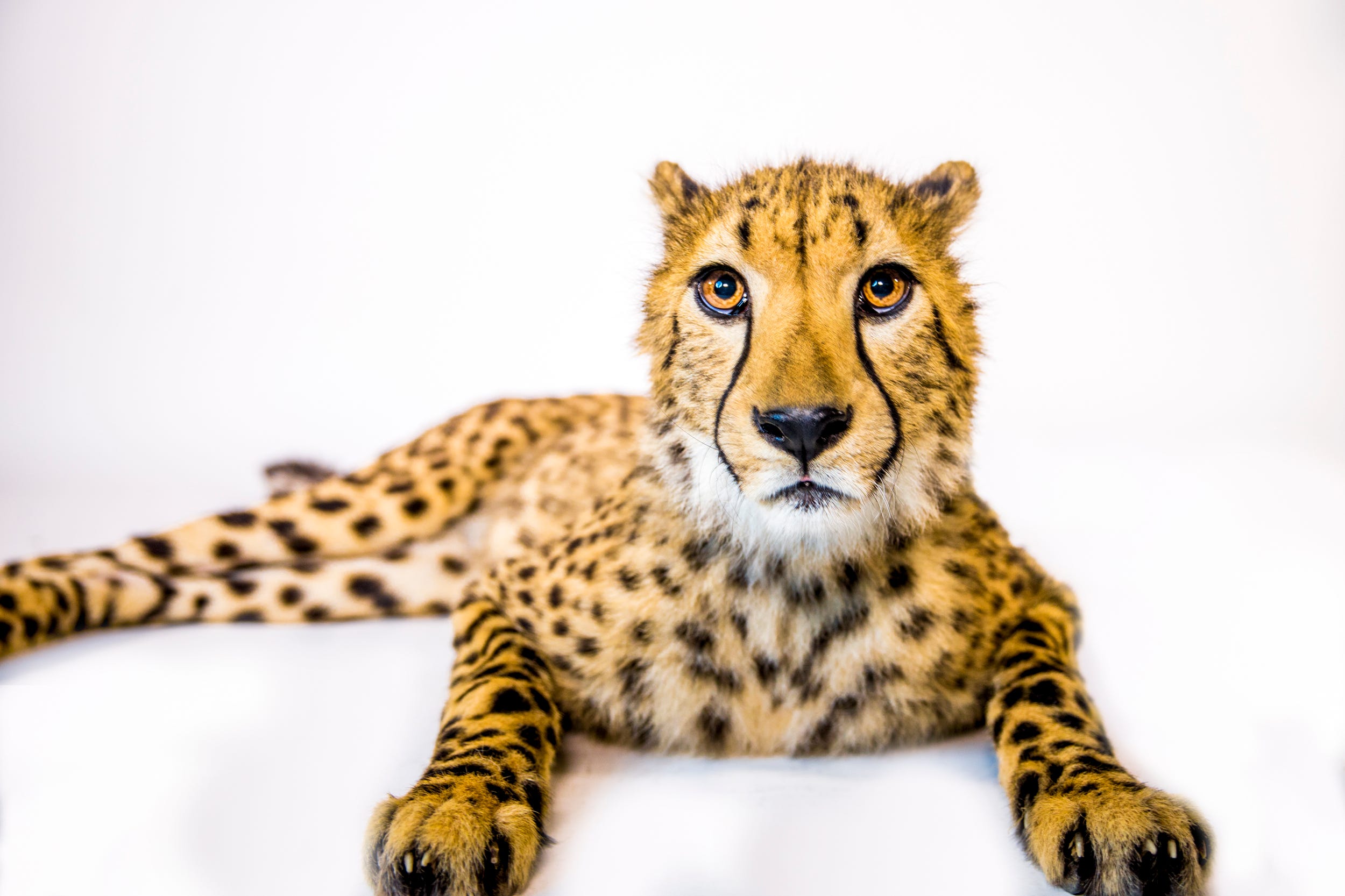 Cincinnati Zoo is saving a species one cheetah at a time