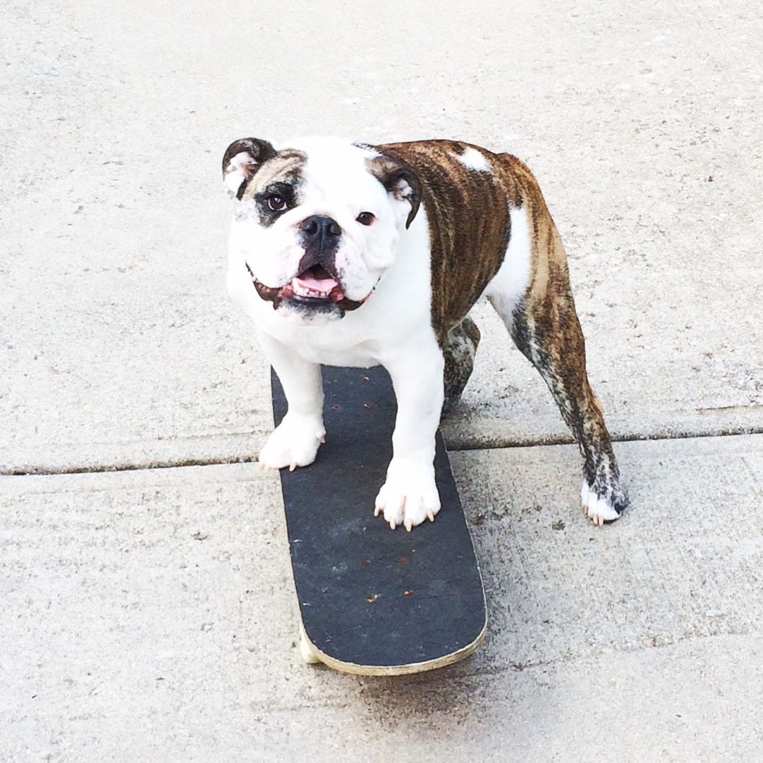 #GetGusHome: A Carmel family is offering $1,500 to find its sweet English bulldog that skateboards