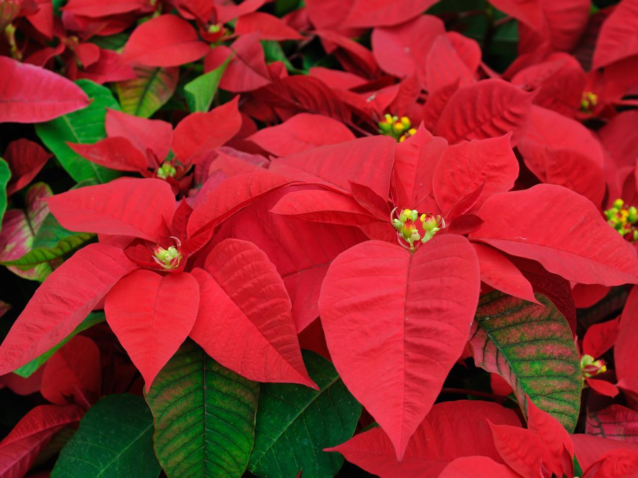 History and care of poinsettias