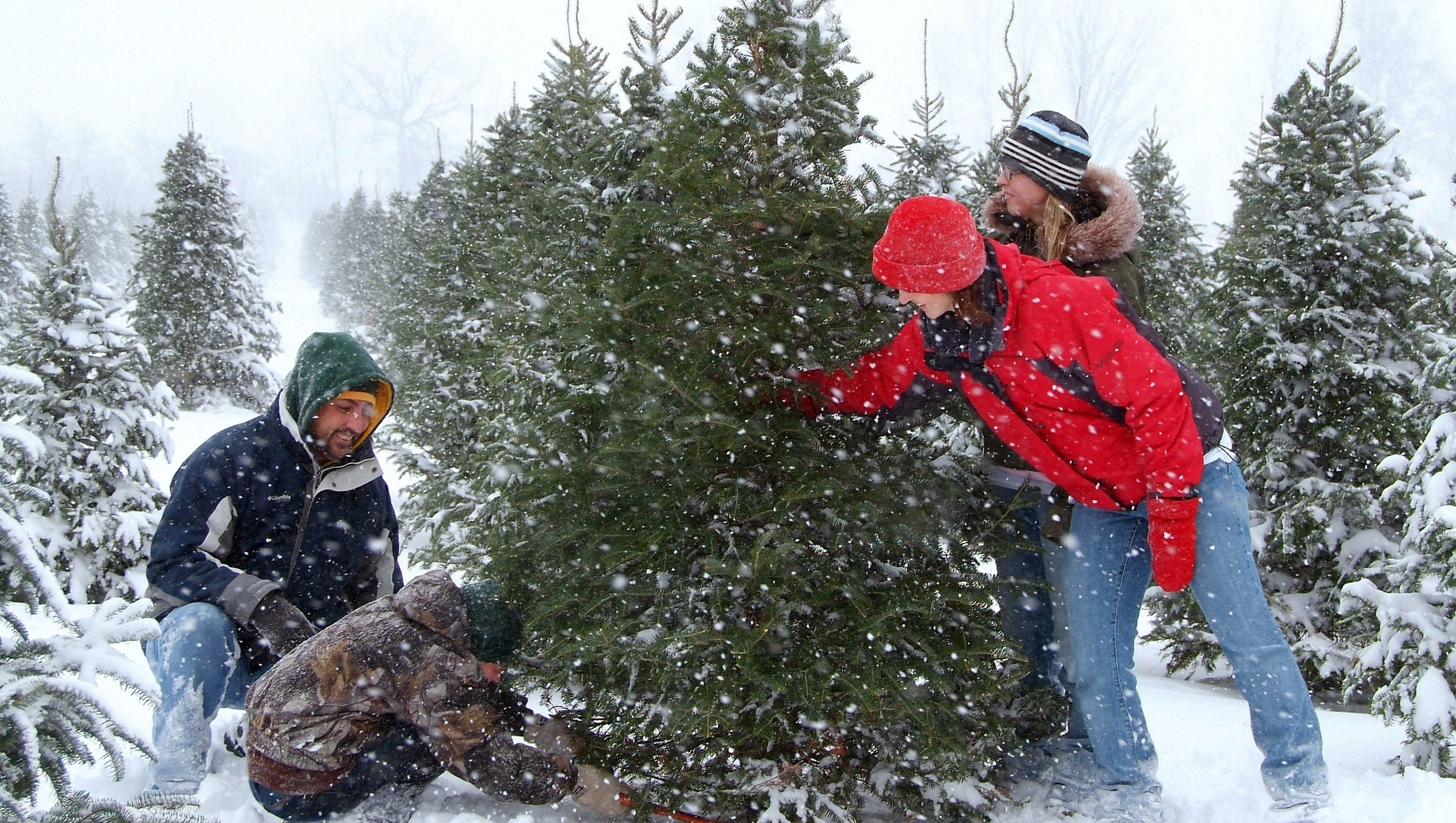 Christmas tree farms near me Christmas tree farms near me: Where to find your tree in Cincinnati area