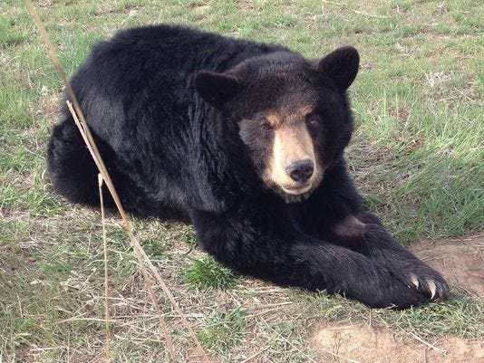 Ricki the bear lived in a roadside zoo in York, Pennsylvania. She, along with other animals, were removed in 2017 by the Animal Legal Defense Fund, and all of them were relocated. Ricki moved to an animal sanctuary in Colorado. Roadside zoos are not regulated by the strict rules of the Association of Zoos and Aquariums.