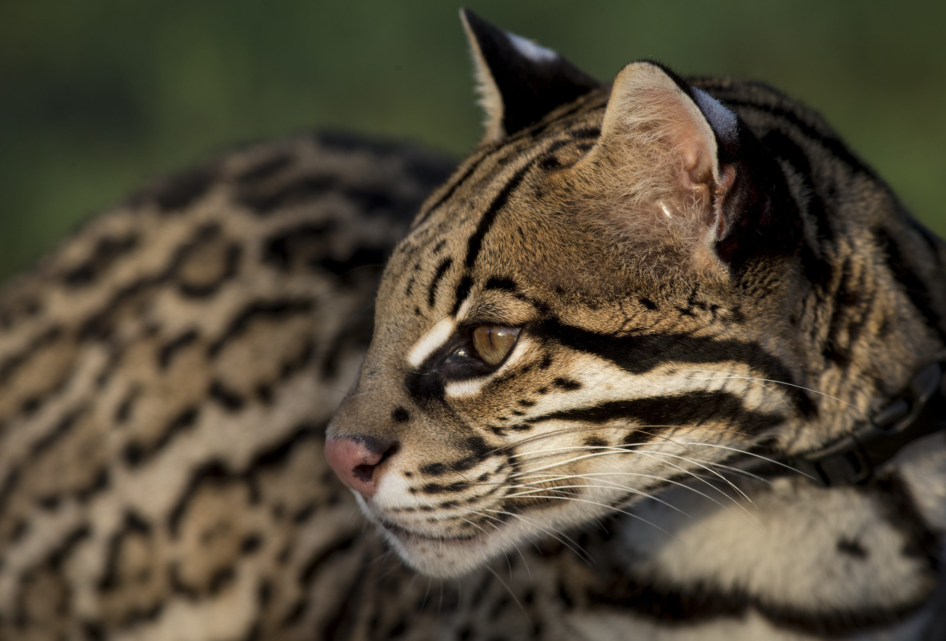 Ocelots try to survive in a world that barely knows they exist