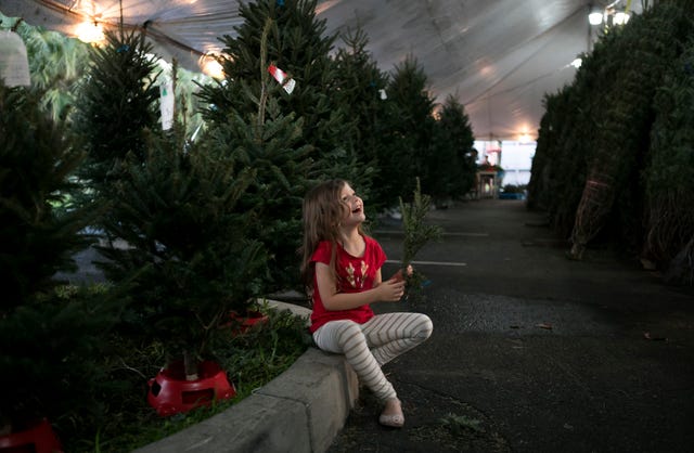Cost Of Christmas Trees 2021 In Vero Beach Fl Christmas Tree Sales Bustling In Vero Beach
