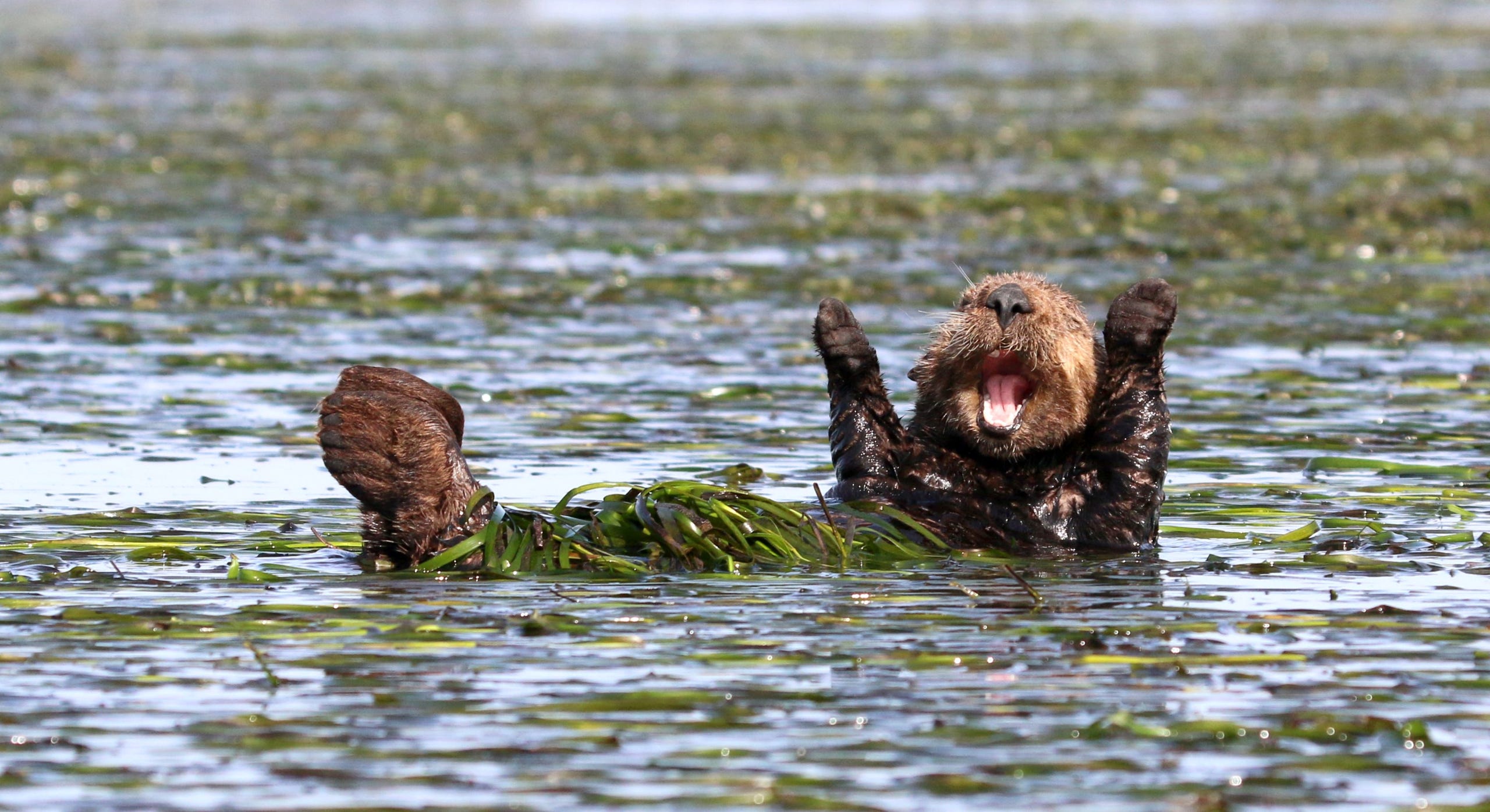 An early morning stretch from a sleepy sea otter in the Elkhorn Slough, Calif.