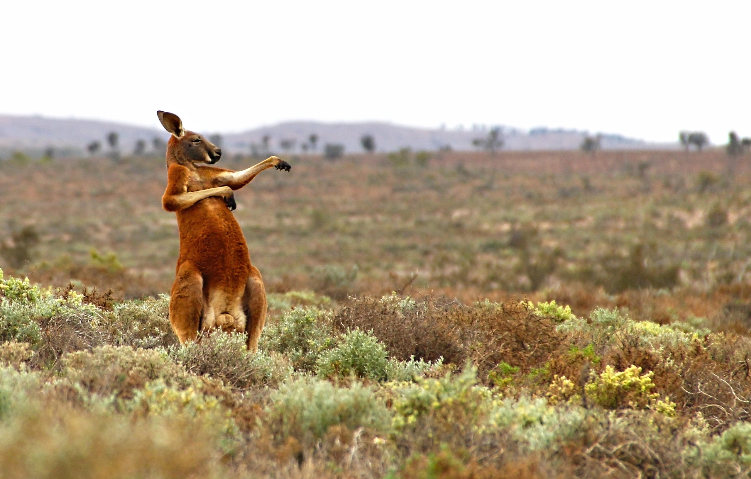Wild red kangaroos are most active in the early morning.