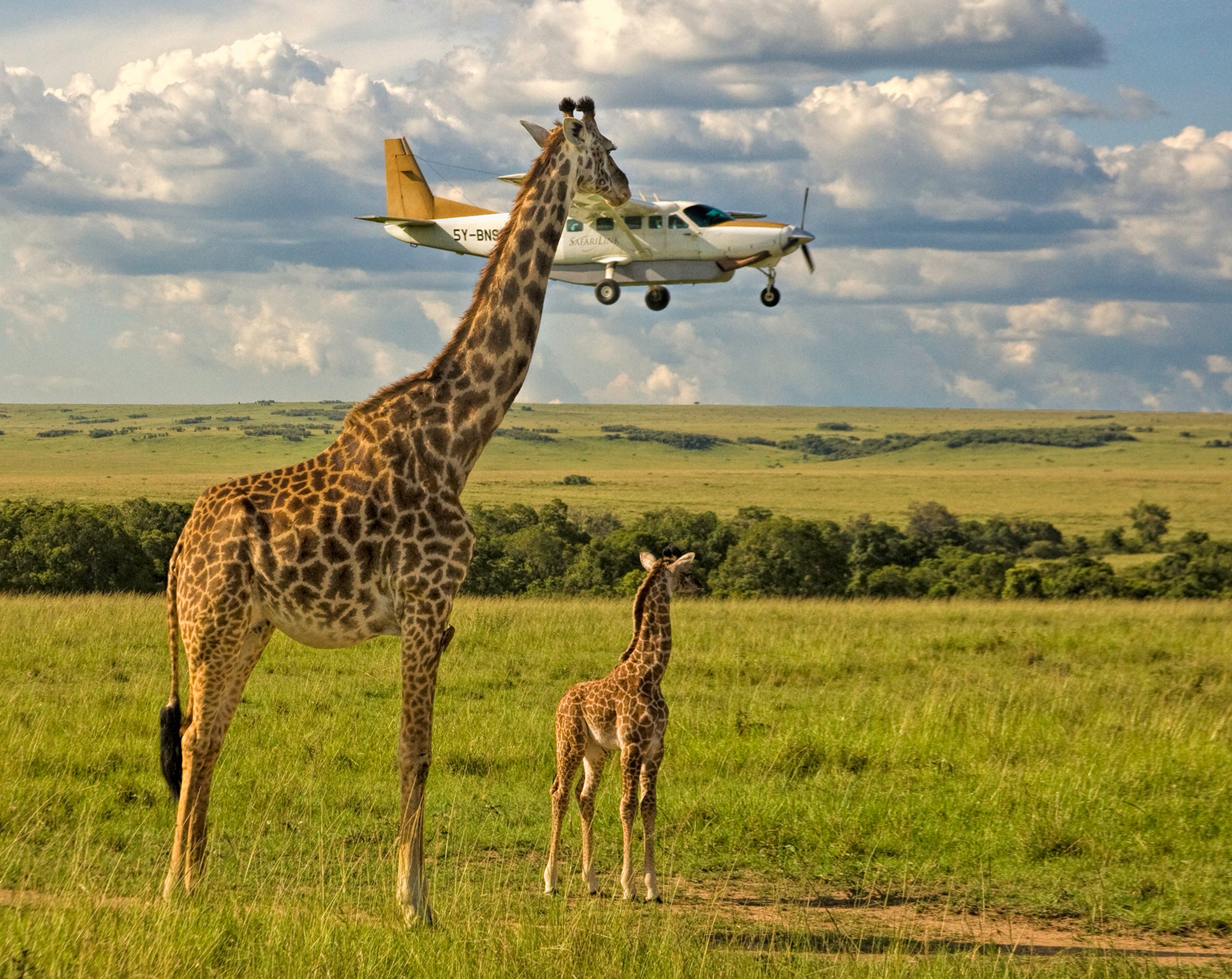 Giraffes watch as a plane lands in Masai Mara Kenya.