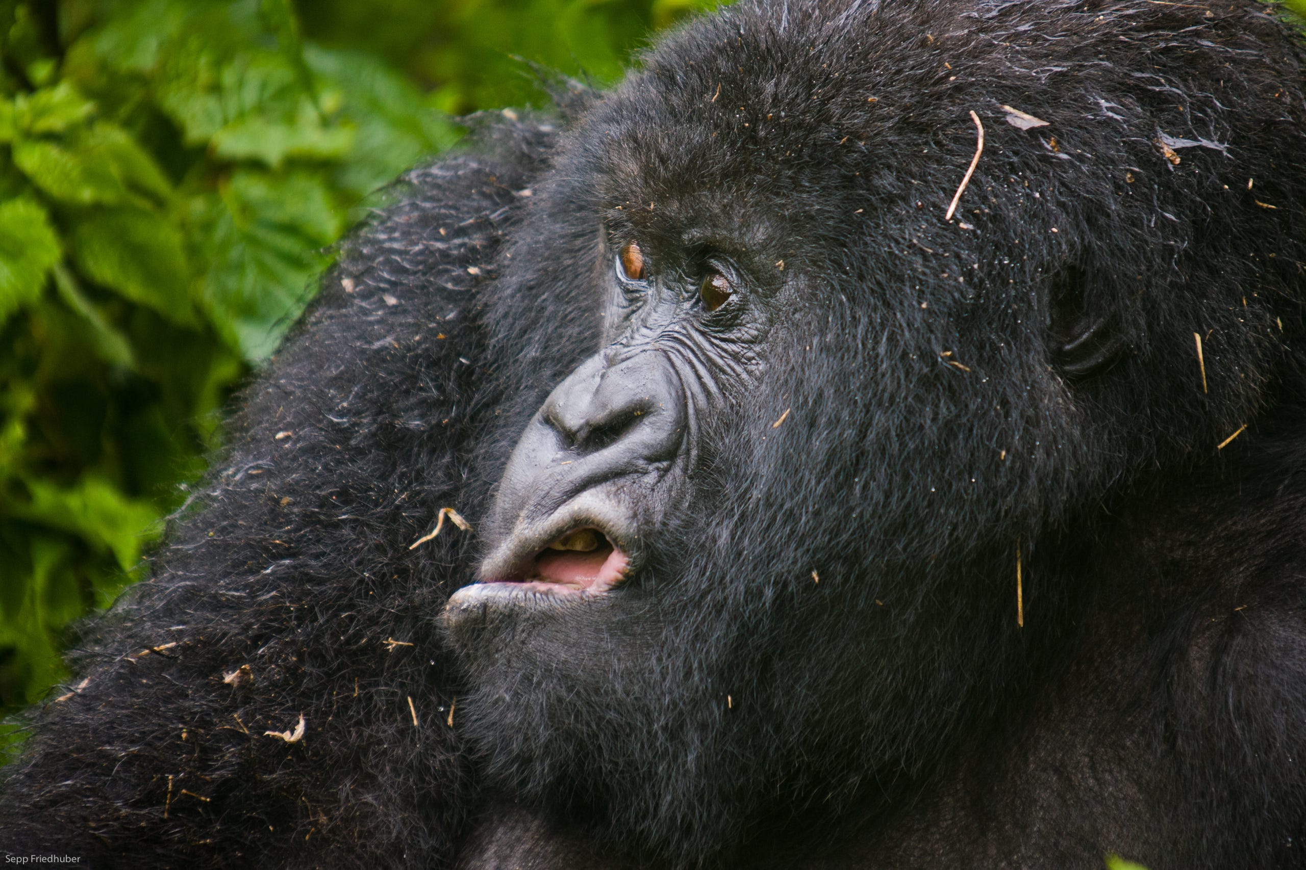 This mountains gorilla is making grimaces after he came out of the bush after the rain in the Virunga National park, Rwanda.