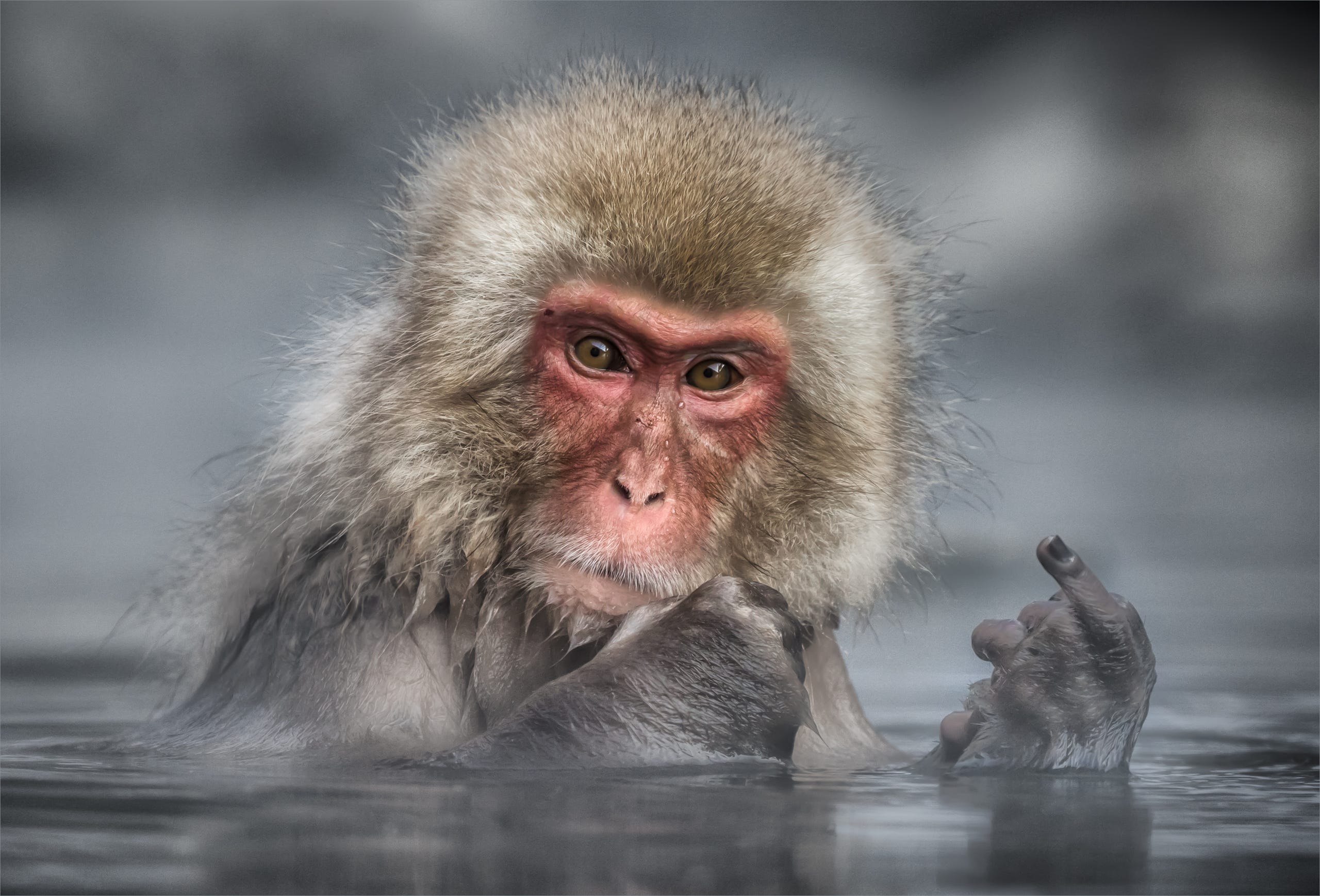 A Japanese Macaques, or Snow Monkey, near Nakano, Japan.