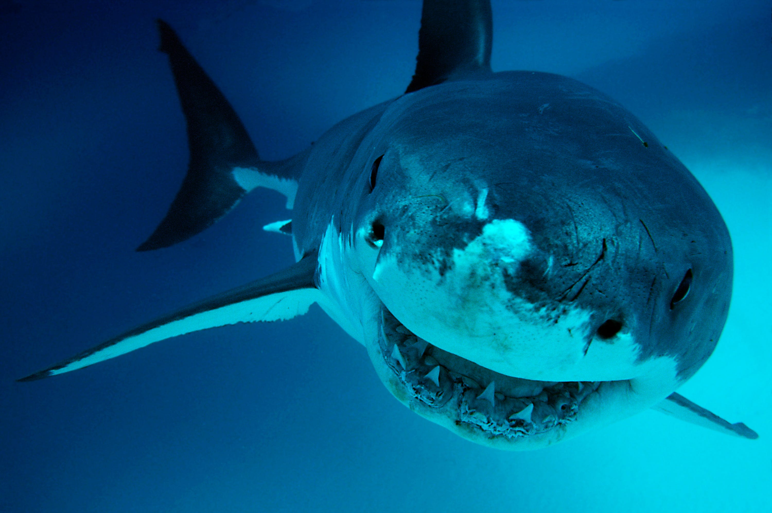 Scary shark. Тихоокеанская сельдевая акула. Атлантическая сельдевая акула. Дип Блю акула. Белая акула дип Блю.