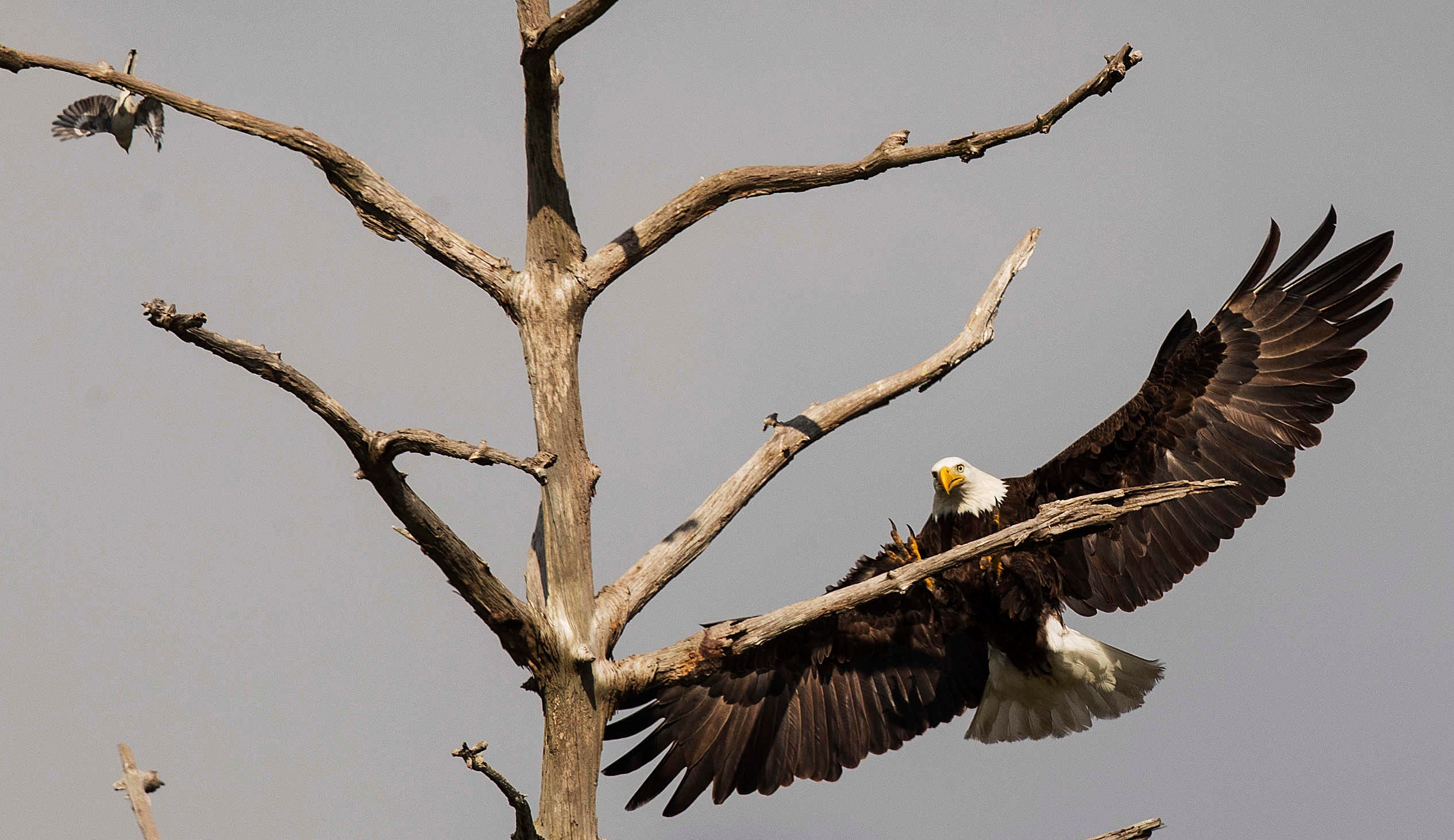 Resultado de imagem para the eaglets were fighting over food