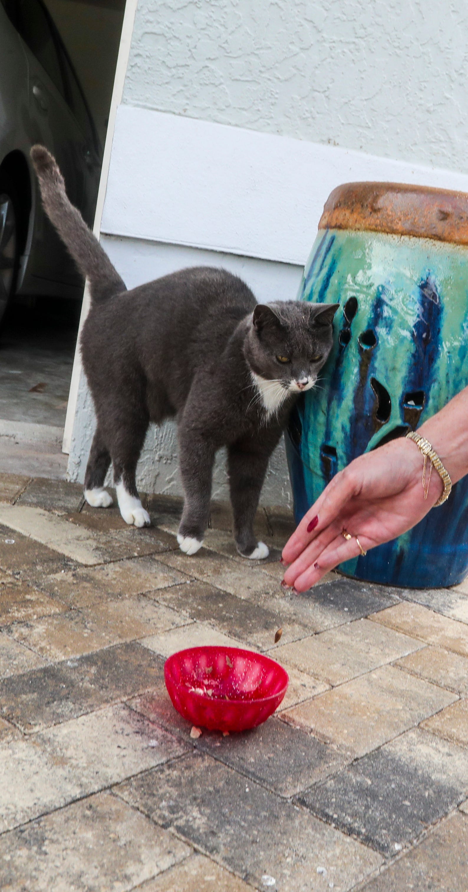 Louie The Cape Coral Cat