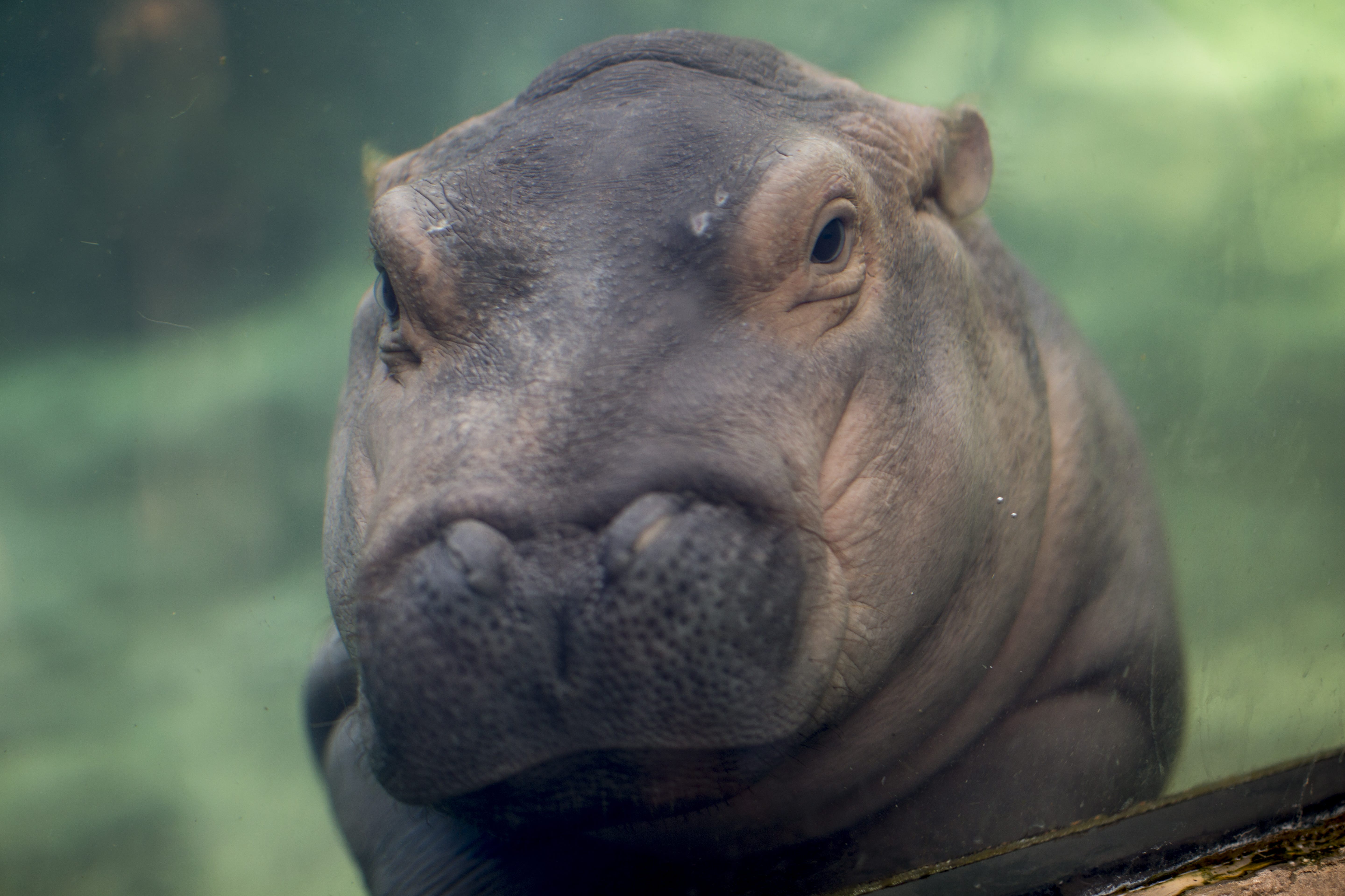 It S Fiona The Hippo S Birthday She S Already Had A Remarkable Life Kgw Com