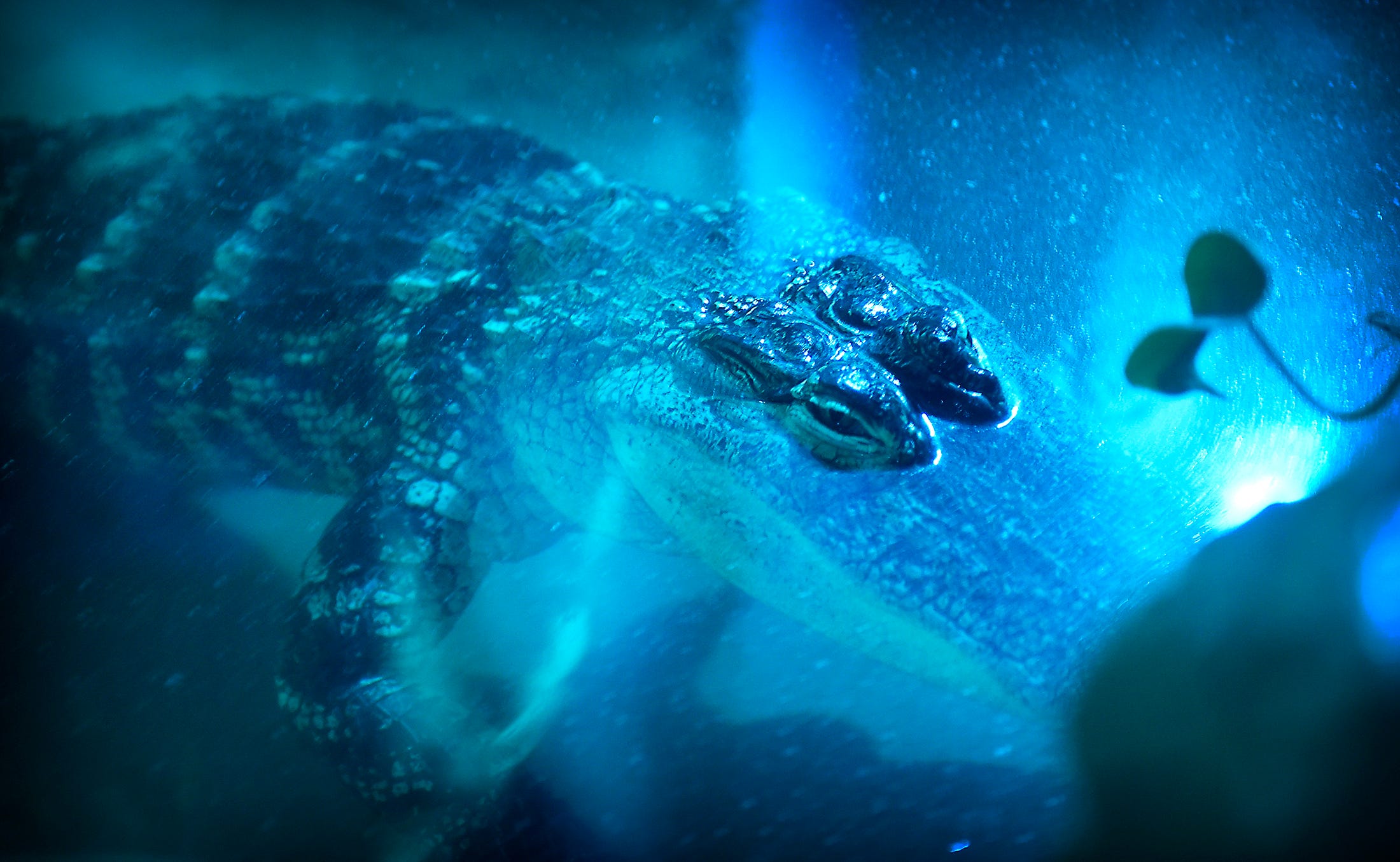 An alligator peers from below the water at guests visiting ZooAmerica for Creatures of the Night in October 2015.