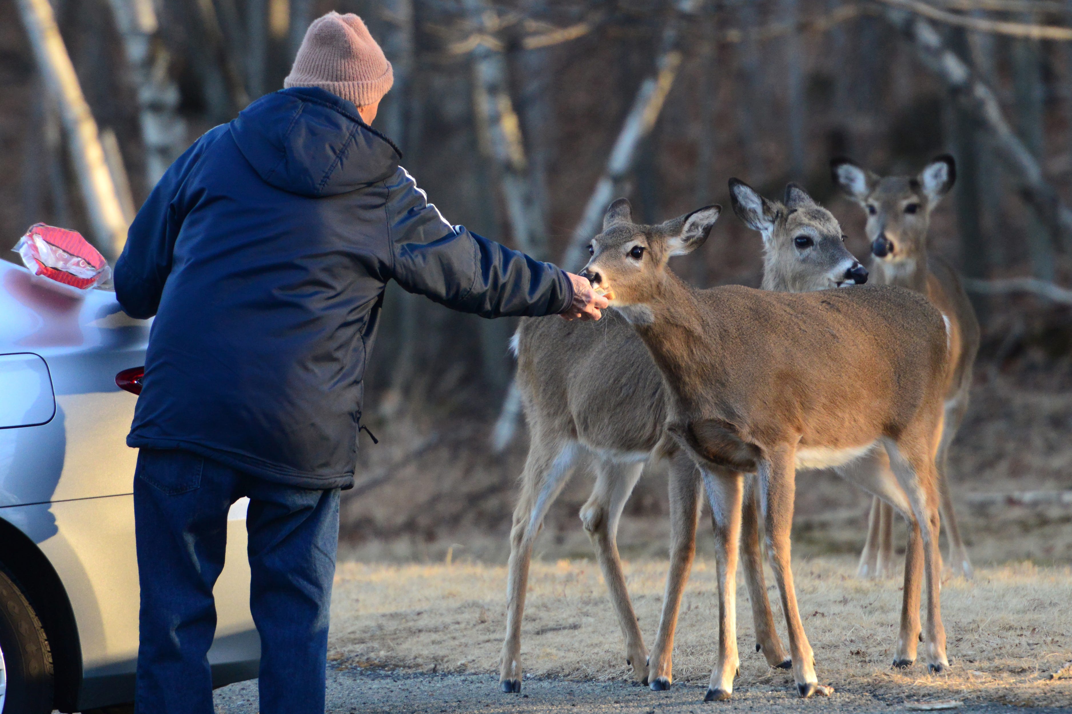 Deer eat from the hand of a man at Rifle Camp Park on  Jan 26.
