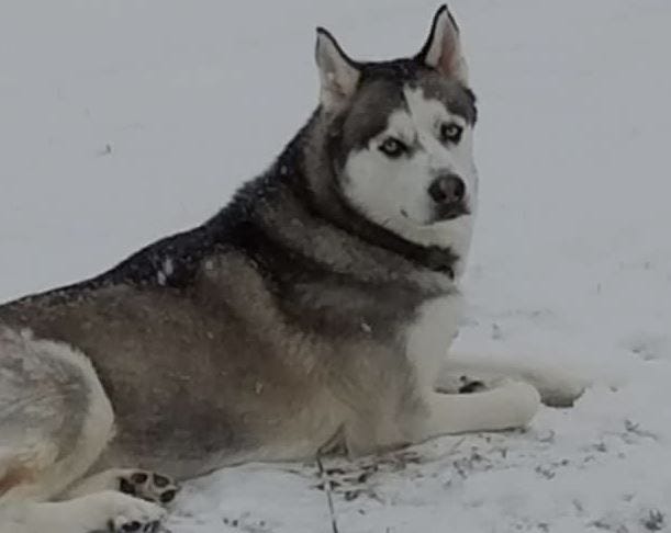 Reward offered in case of slain service dog found dead near railroad tracks