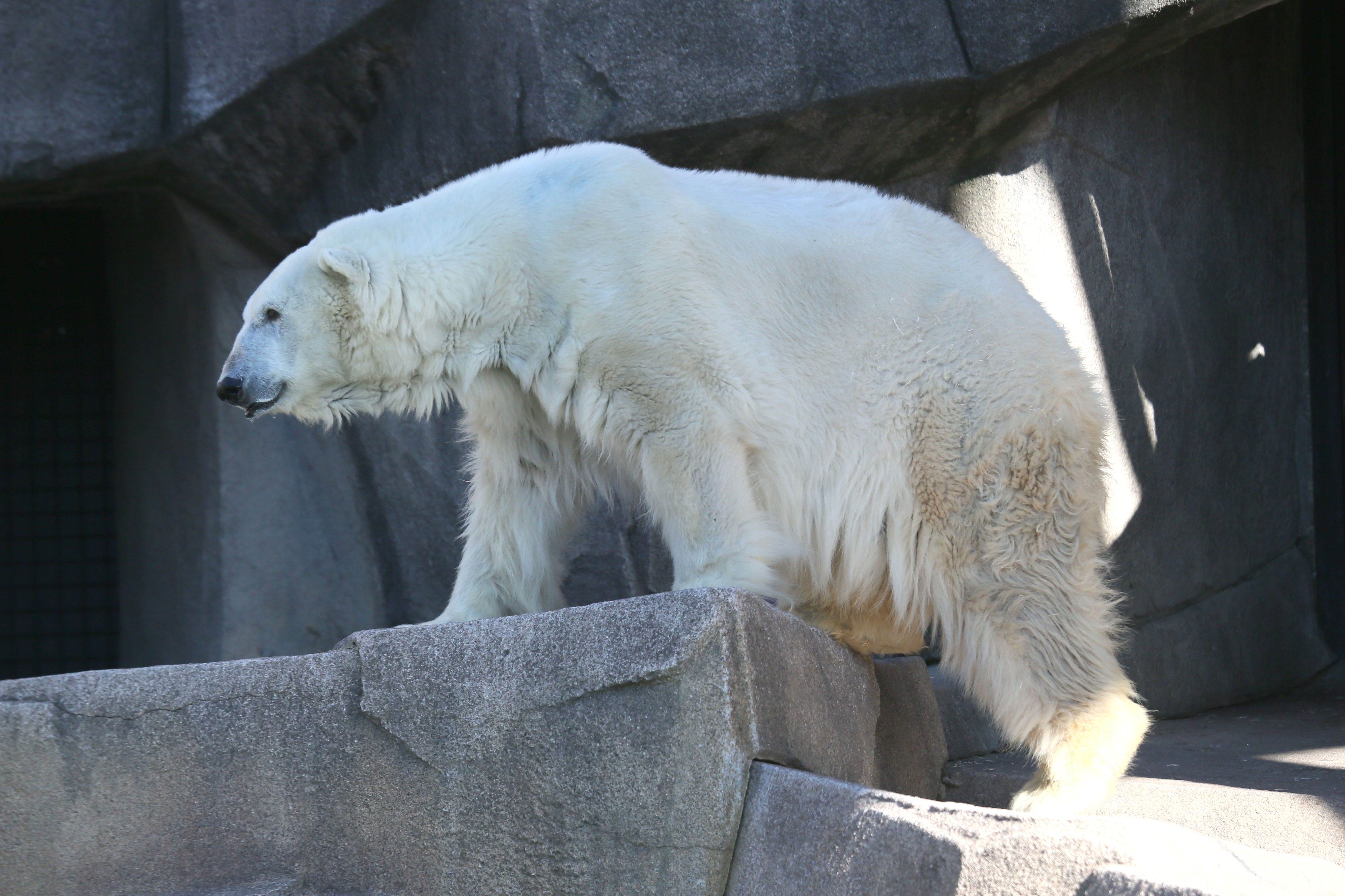 Snow Lilly, the Milwaukee County Zoo's polar bear.