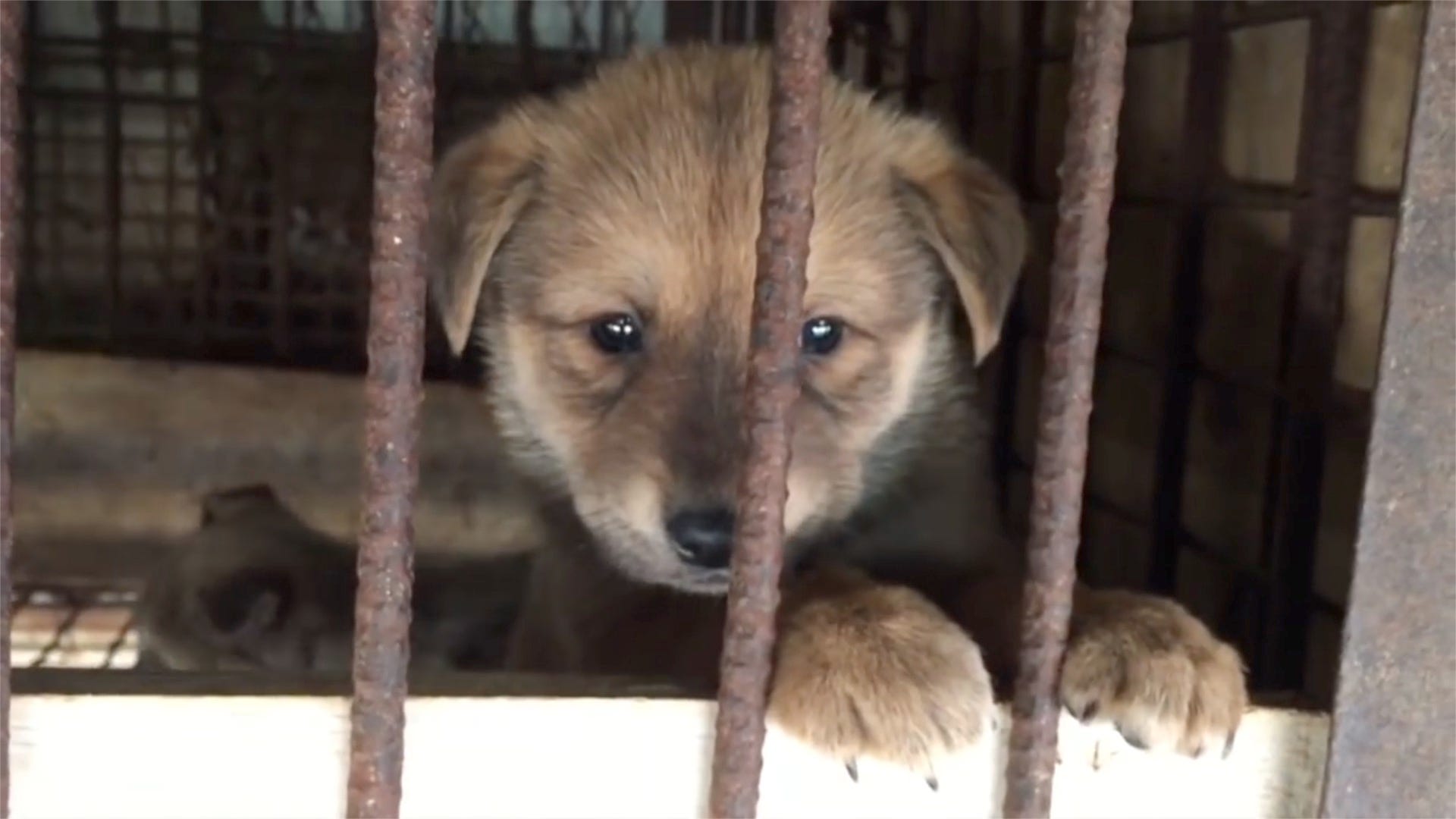 Winter Olympics shines spotlight on dog meat trade in South Korea