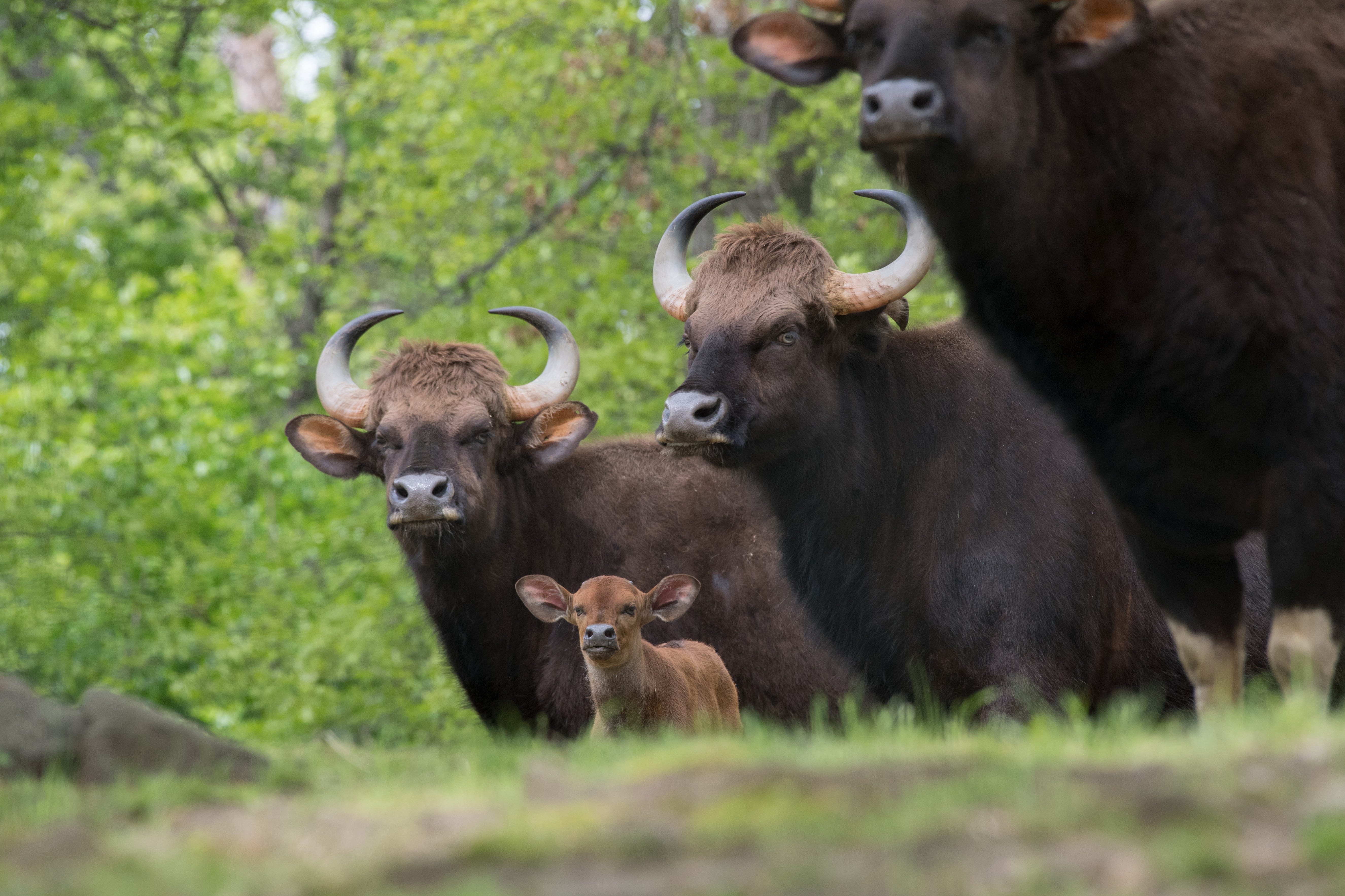 Gaur are the world’s largest wild cattle. This species can be seen along with many other Asian animals from the Bronx Zoo’s Wild Asia Monorail, which takes riders through more than 40 acres of Asian-themed exhibits.
