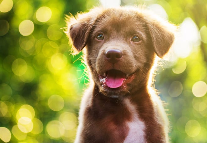 Stock images of cute puppies can be used as part of online scams involving the sale of pets. Money sent, no pets show up.