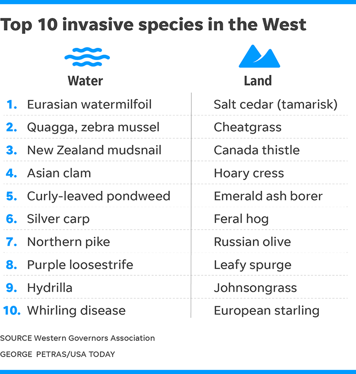 Invasive Species In Australia