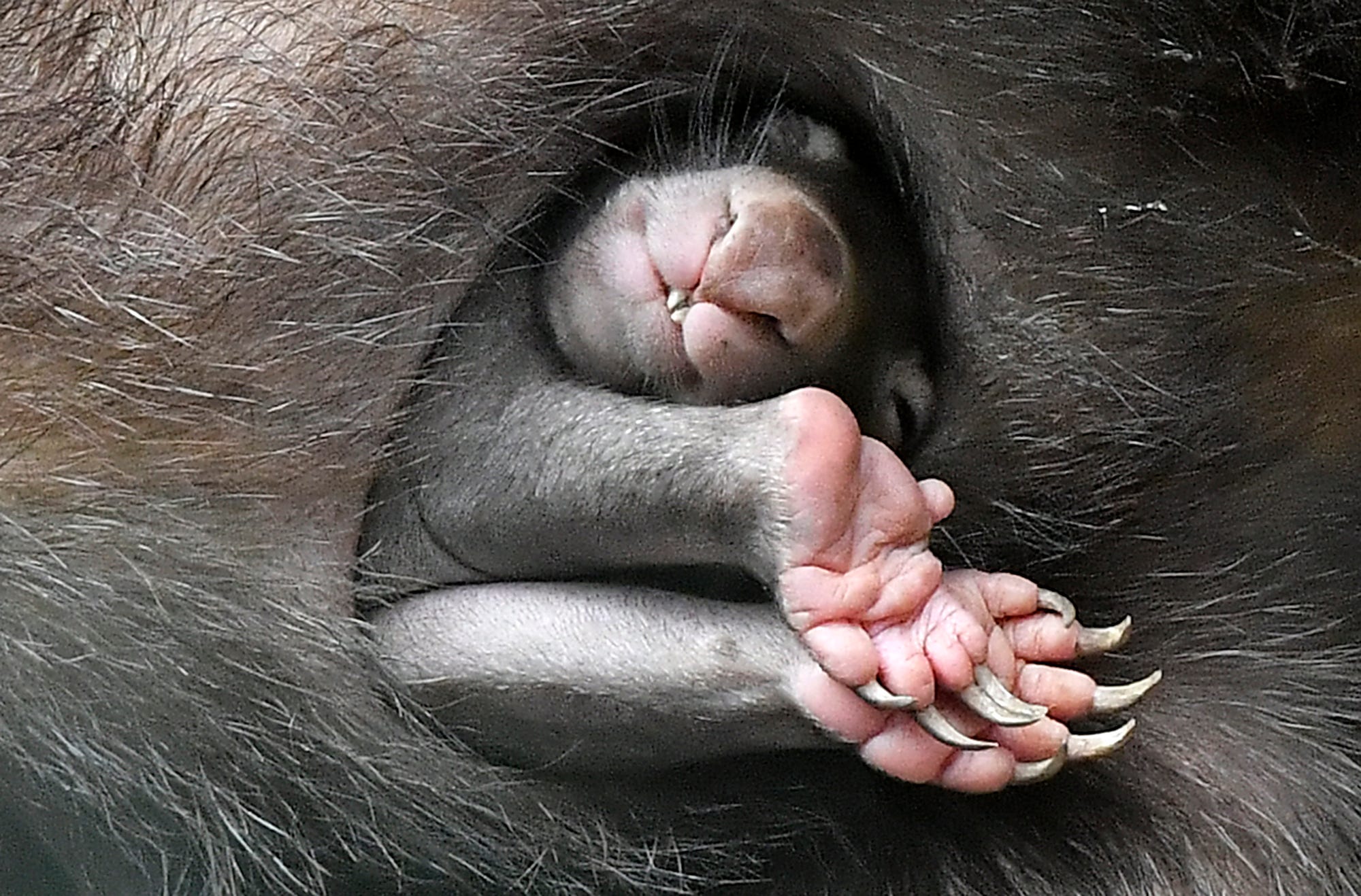 The new born wombat baby APARI looks out of its mothers pouch at the zoo in Duisburg, Germany. Wombat mother TINSEL once was found in the pouch of its dead mother on a street in Australia and was raised by zookeepers before she came to Germany. The z
