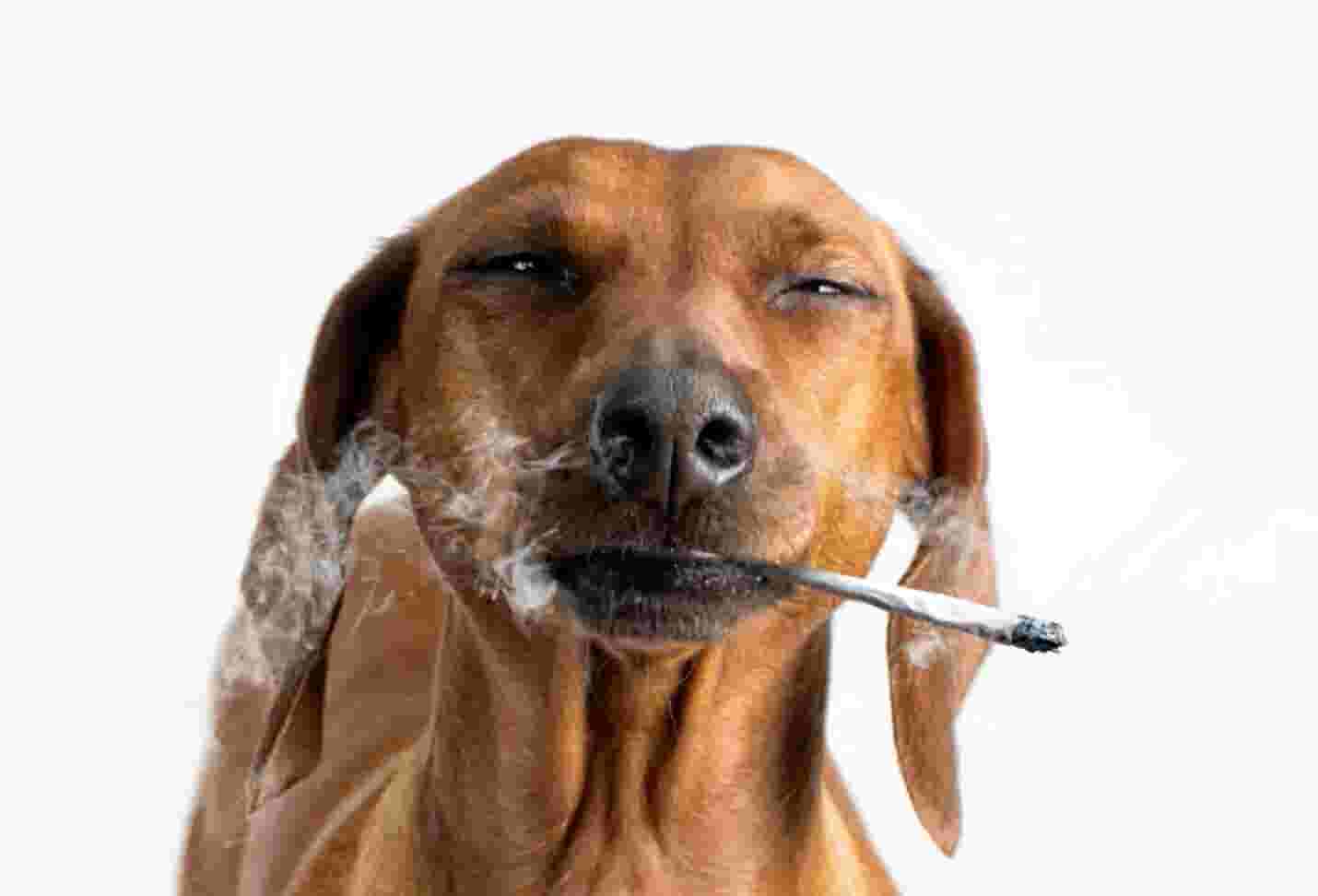 Here S The History Of 420 Man