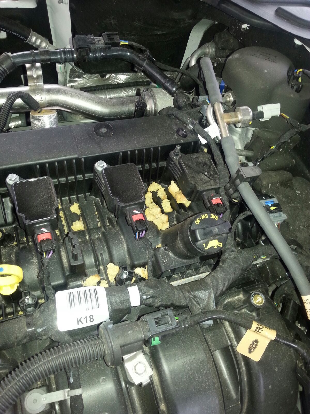 Rats Eat Through Your Car Wiring Here S Why It Hening