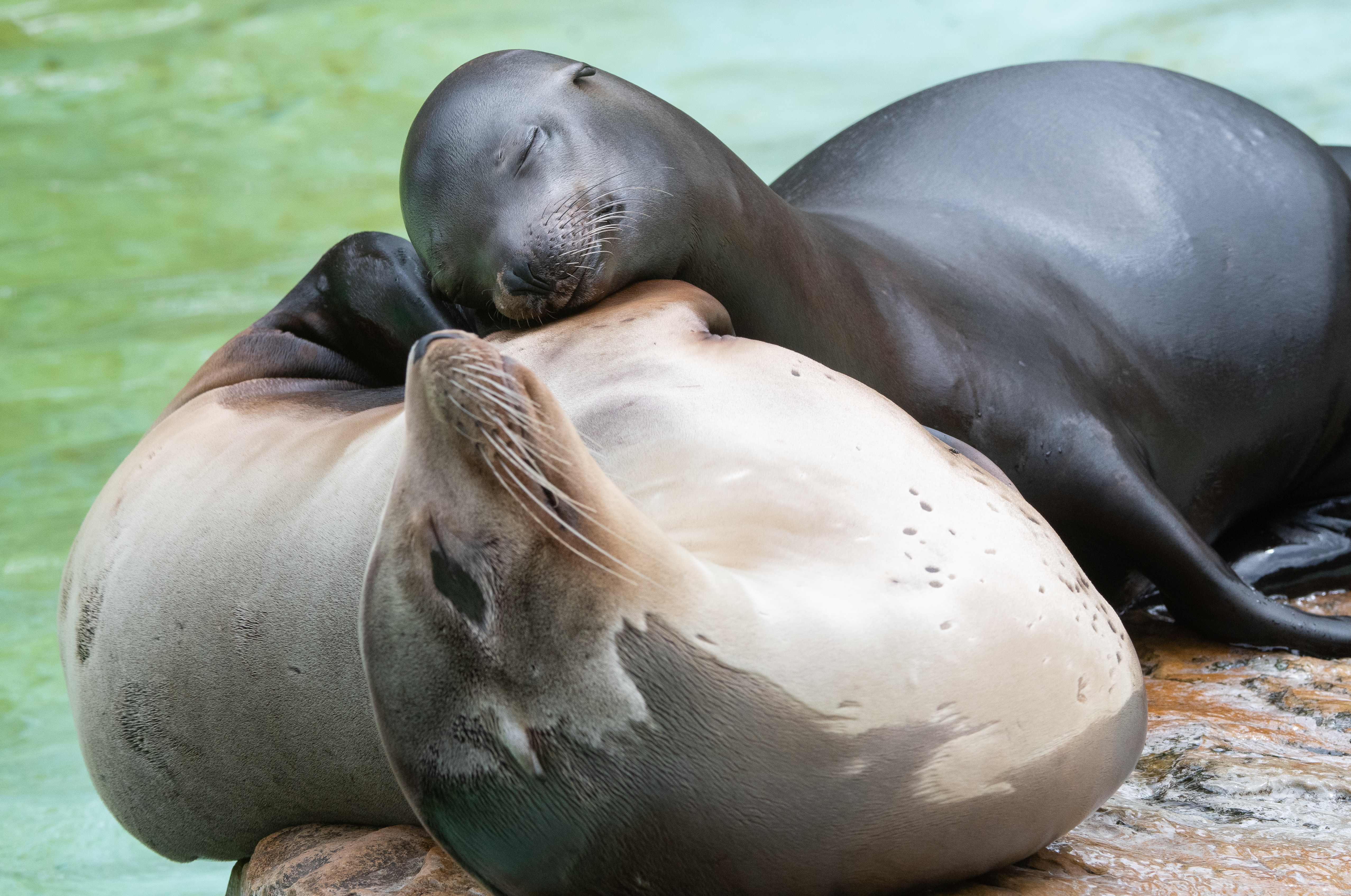 California sea lions take a nap in their enclosure at the Zoologischer Garten Berlin on May 12, 2018.