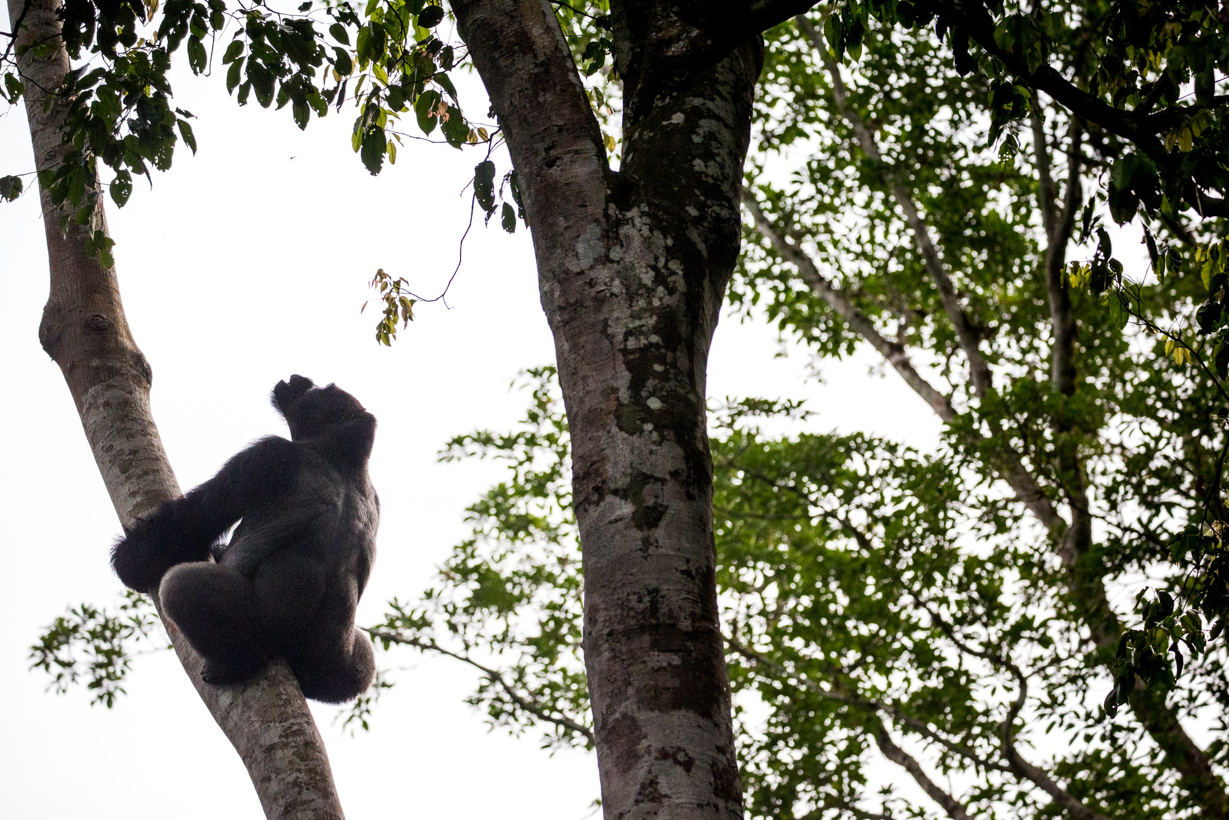 Loya, a silverback gorilla, climbs a tree at the Goualougo Triangle. Researchers and trackers habituate the gorillas to human presence, so they can follow the groups to observe and record their behavior on a daily basis.