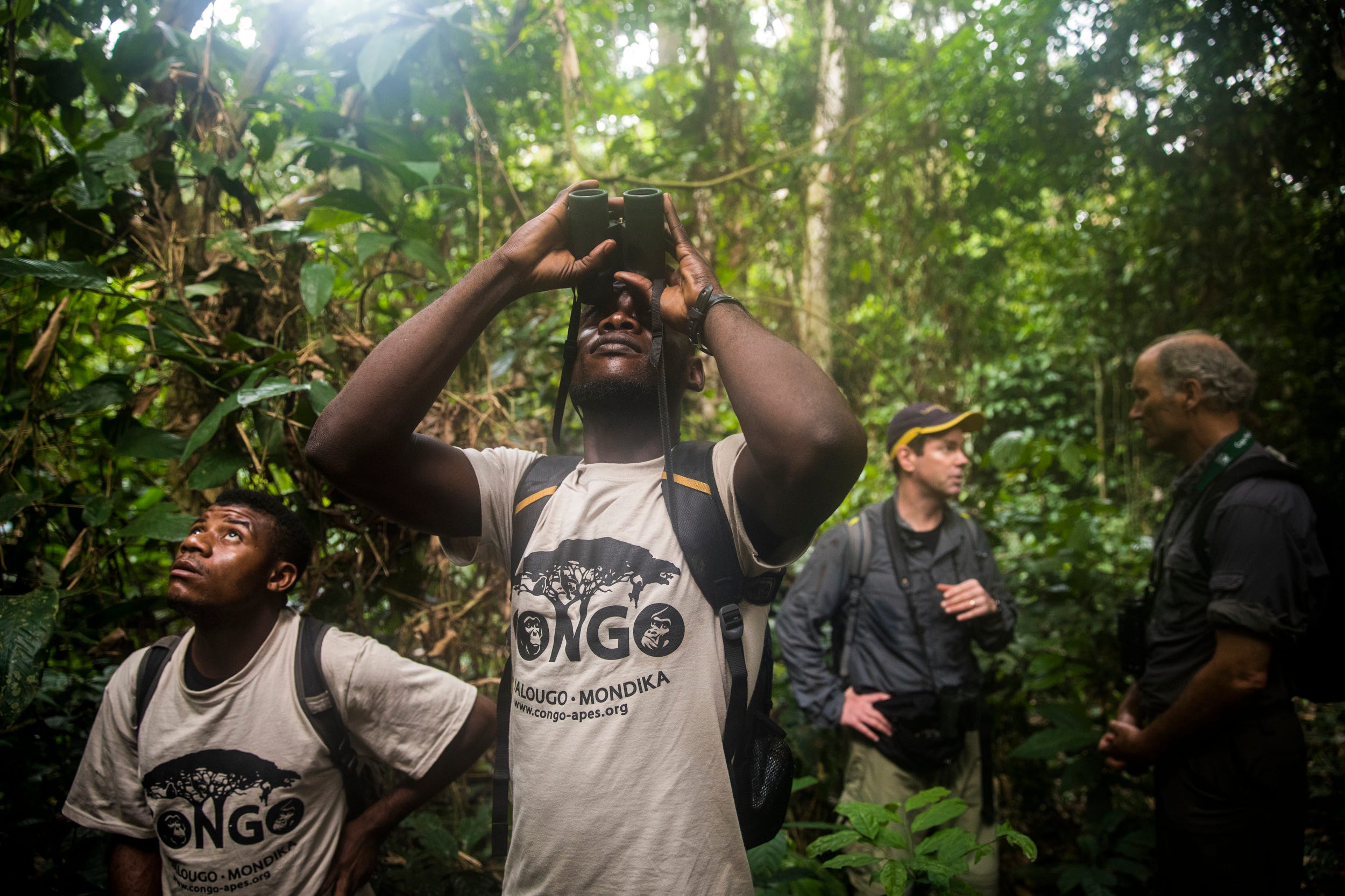 Katy Mbato and Gaiton Mbebuti watch as Loya's family climbs a tree in the Goualougo Triangle. When observing the gorillas, you must keep a distance of at least 23 feet. If you are in that range, you must wear a face mask to avoid the exchange of disease.
