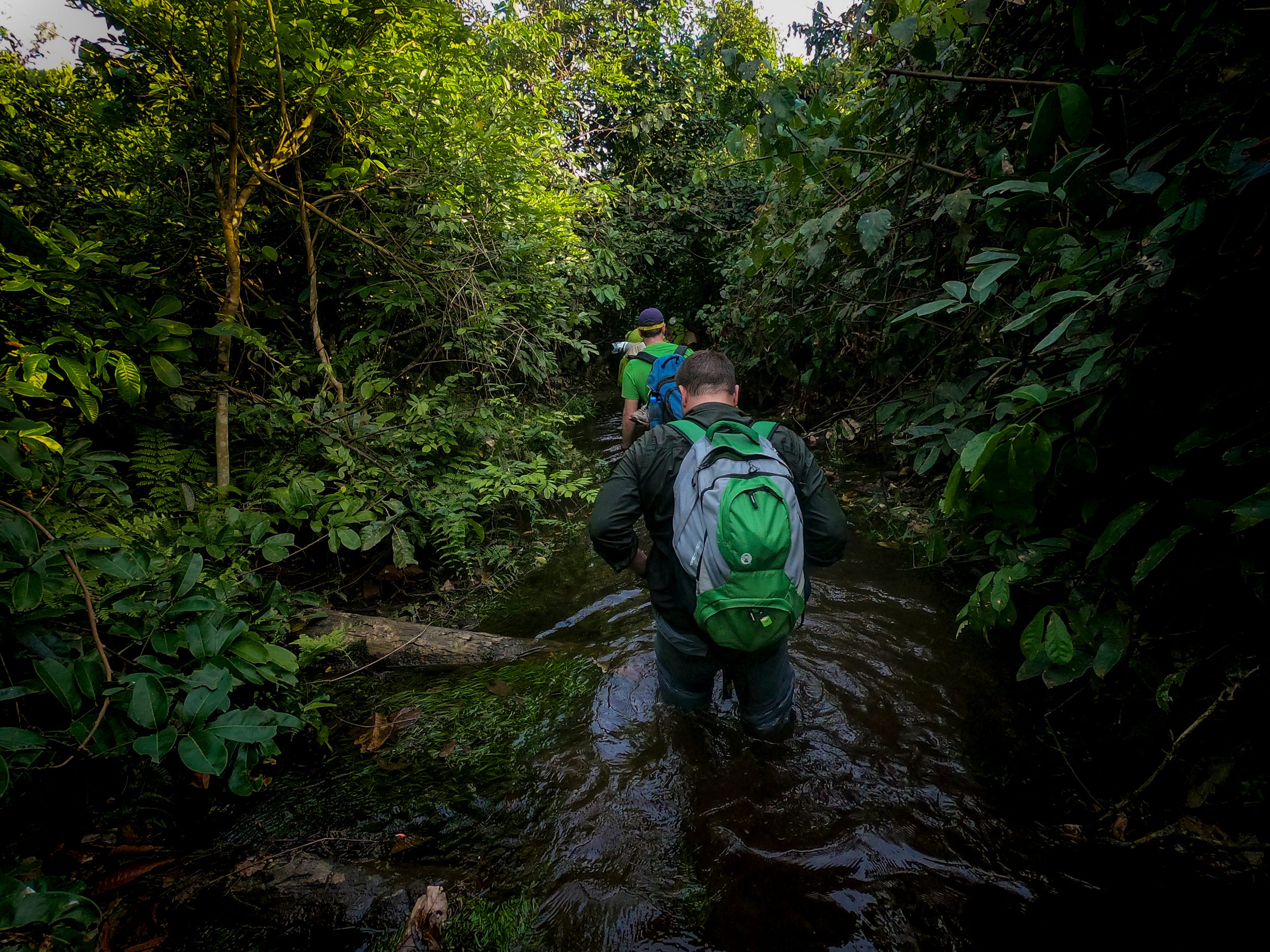 Ron Evans follows Dave Morgan through a swamp on the hike to the Goualougo Triangle. After hiking for six hours, the 30-minute walk in the water was a refreshing relief to the heat and humidity.