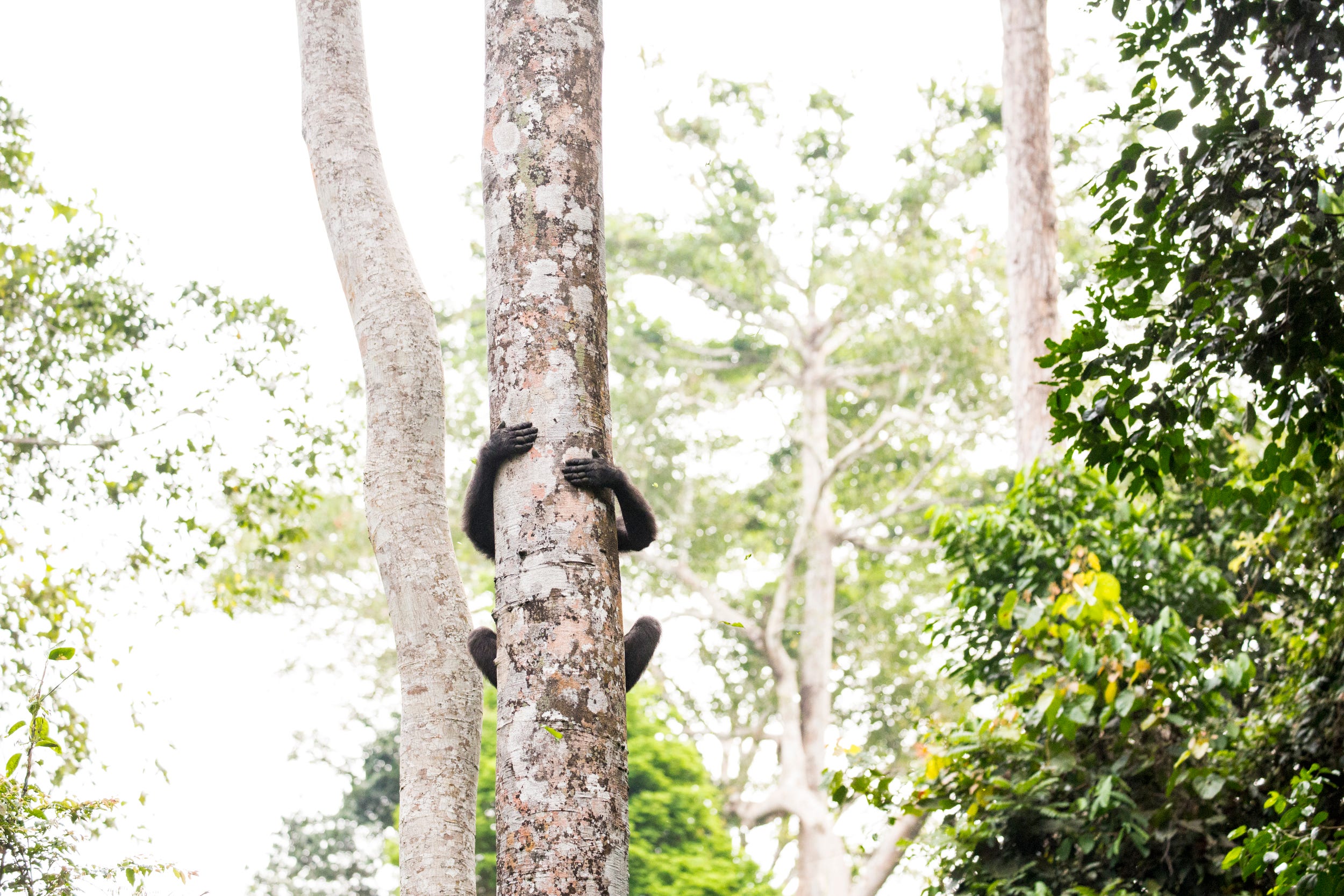 Modjiaye, a male gorilla, descends from a tree in the Goualougo Triangle in the Nouabalé-Ndoki National Park.