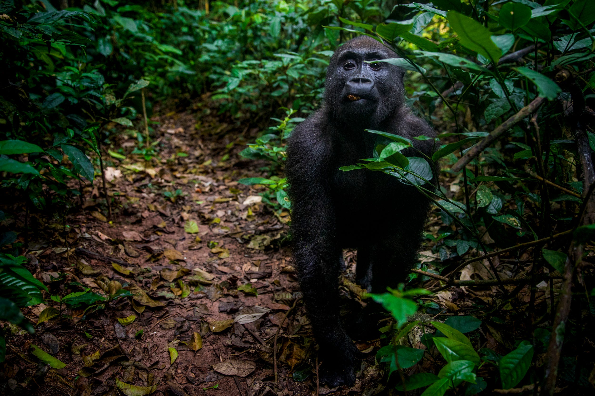 Kao comes closer to the group of researchers and trackers. It appeared as though he caught his reflection in the camera lens. The researchers say he is a very curious gorilla.