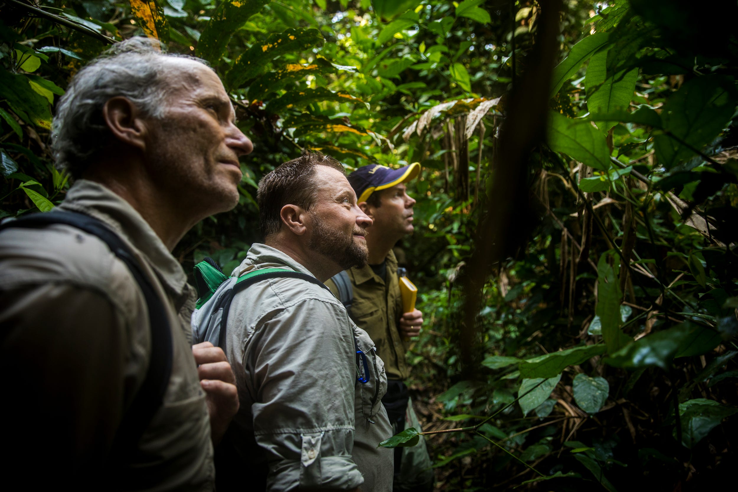 Cincinnati Zoo's Thane Maynard and Ron Evans watch a group of chimpanzees in a tree with Dave Morgan, a research fellow at the Lincoln Park Zoo, inside the Nouabalé-Ndoki National Park.