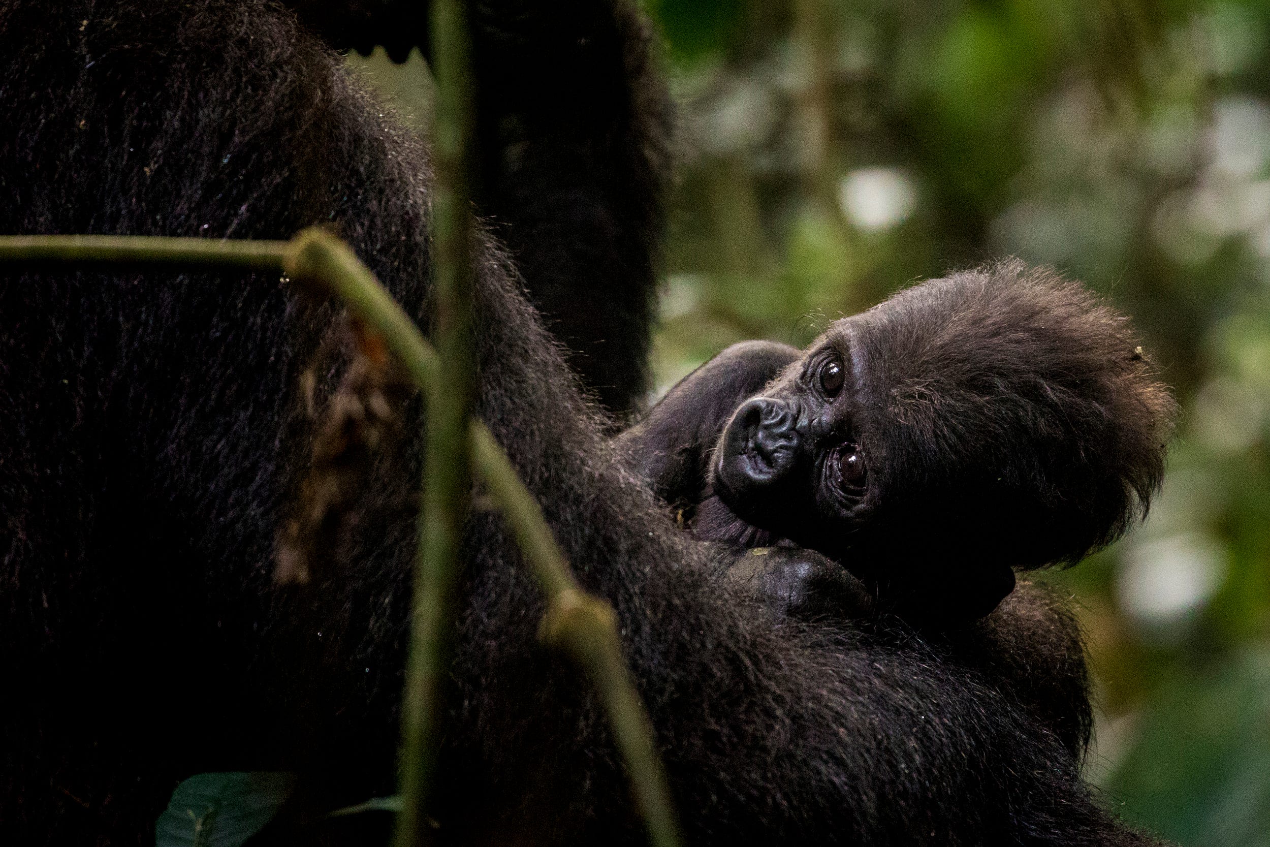 A female gorilla named Mekome holds her one-month-old baby, Tembo at the Mondika site.