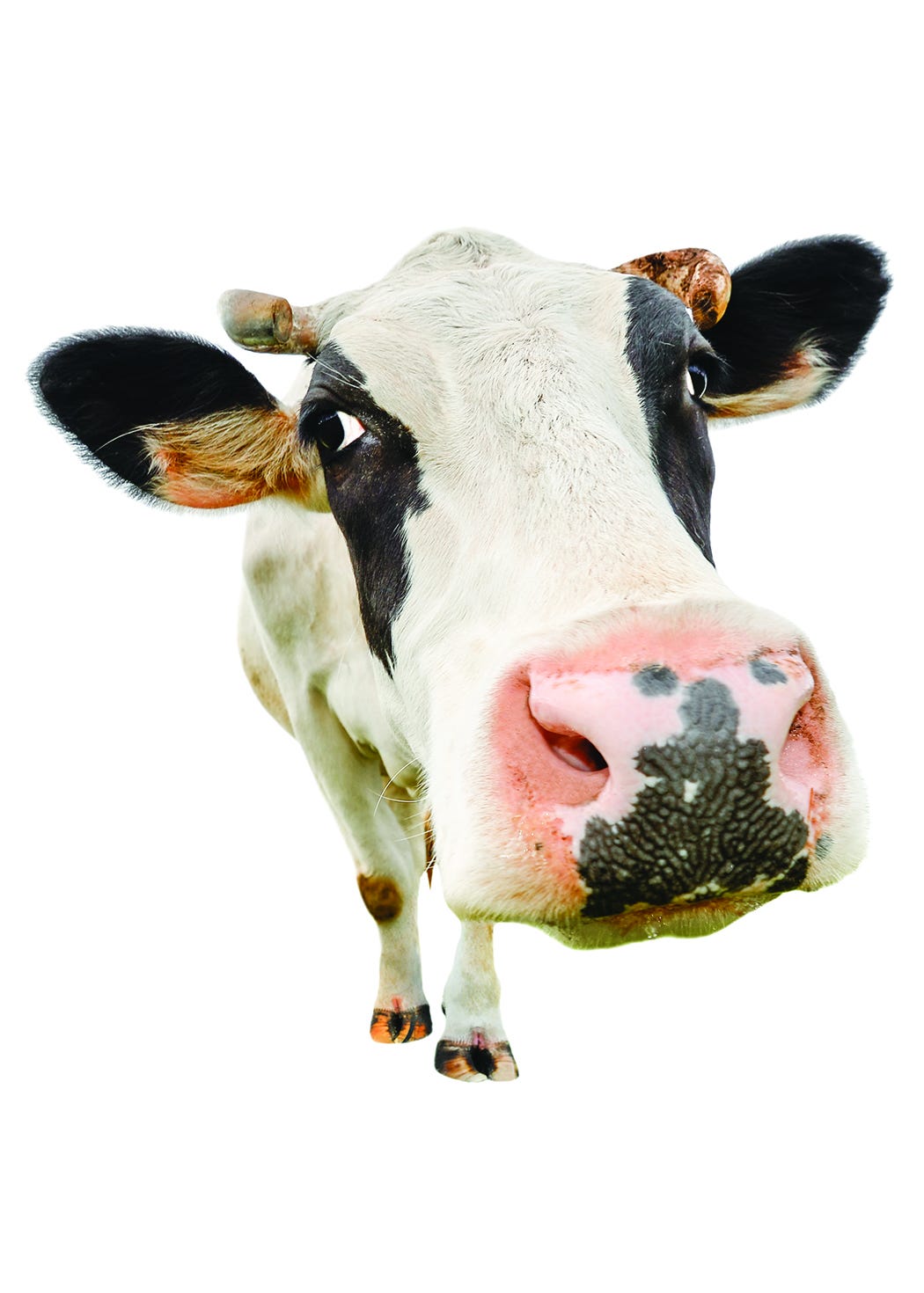 On the radar: Giant cow moooving toward Cincinnati