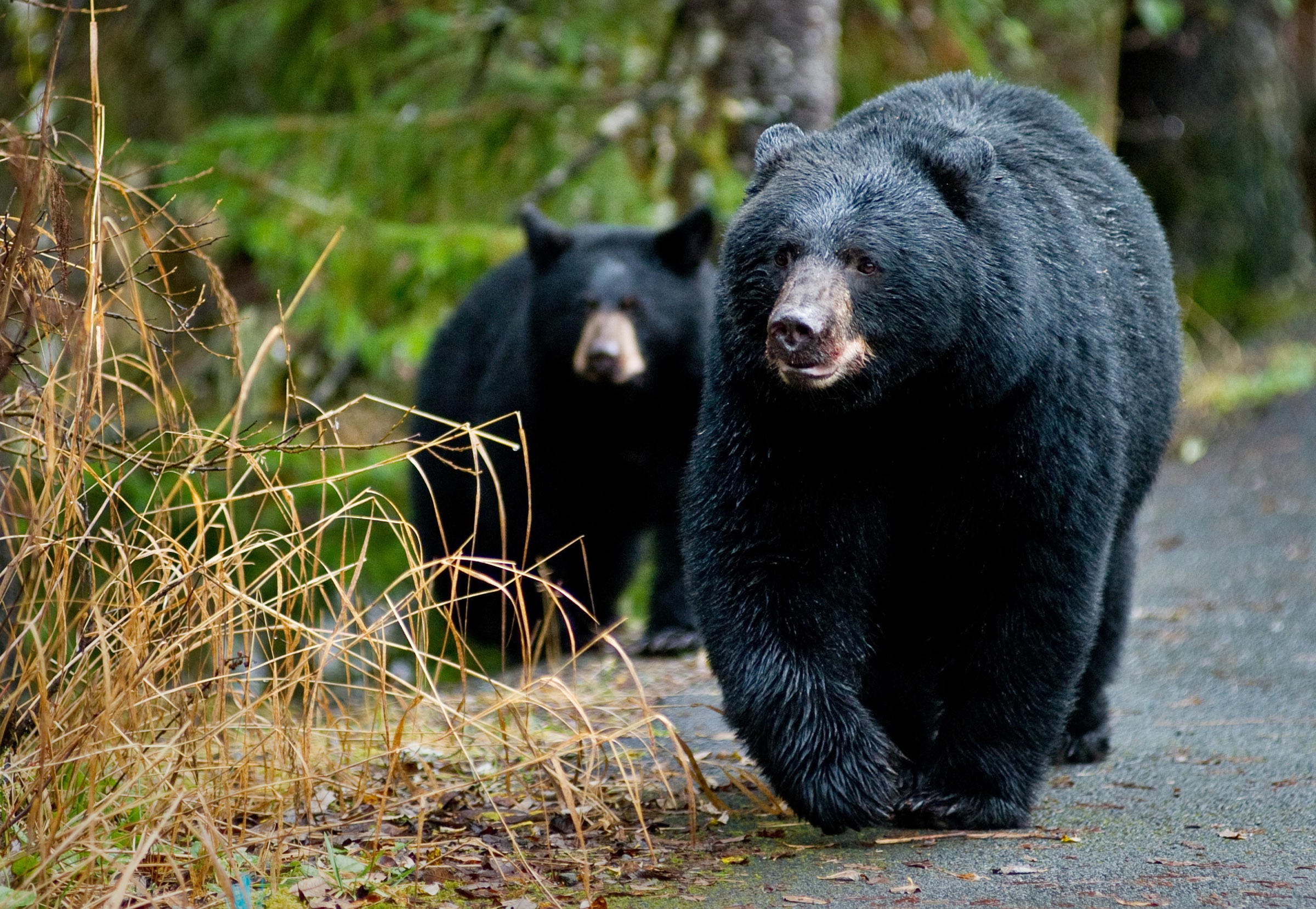 К чему снится много медведей. Северная Америка медведь Гризли. Барибал и бурый медведь. Гризли североамериканский бурый медведь. Черный медведь Аляска.