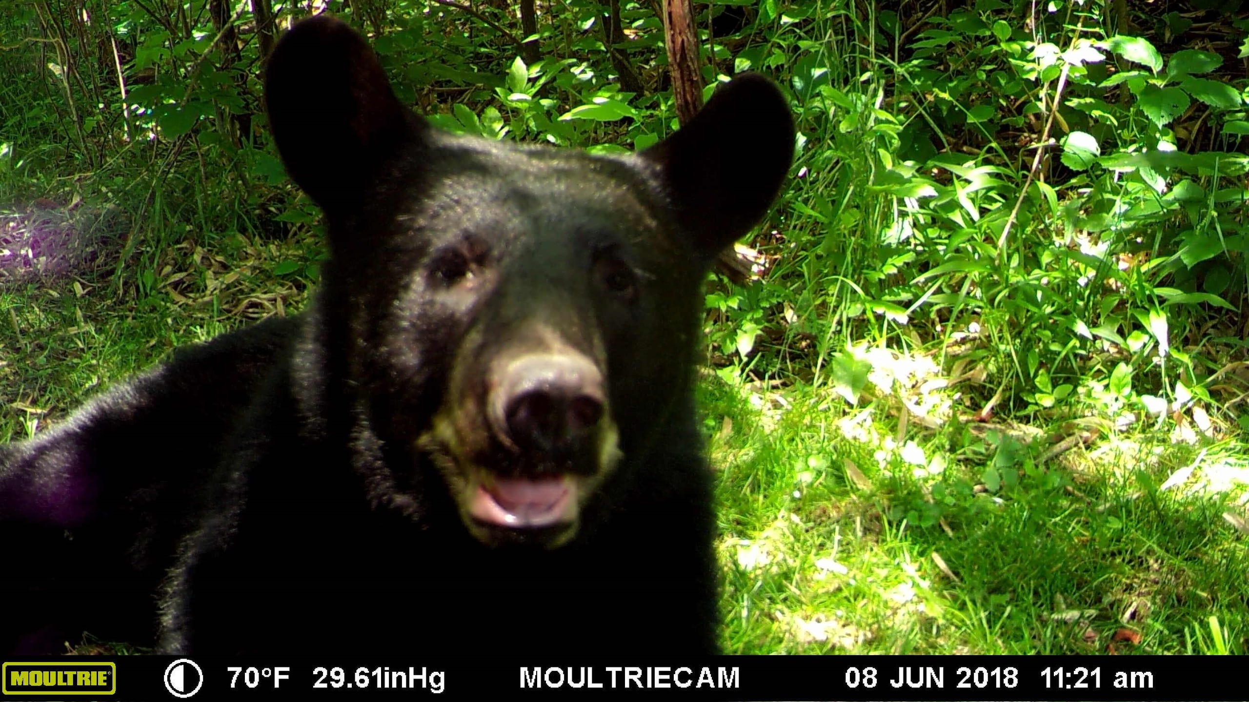 Pittsford Black Bear Wildlife Camera