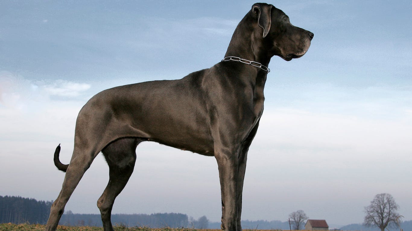 most popular big dog breeds