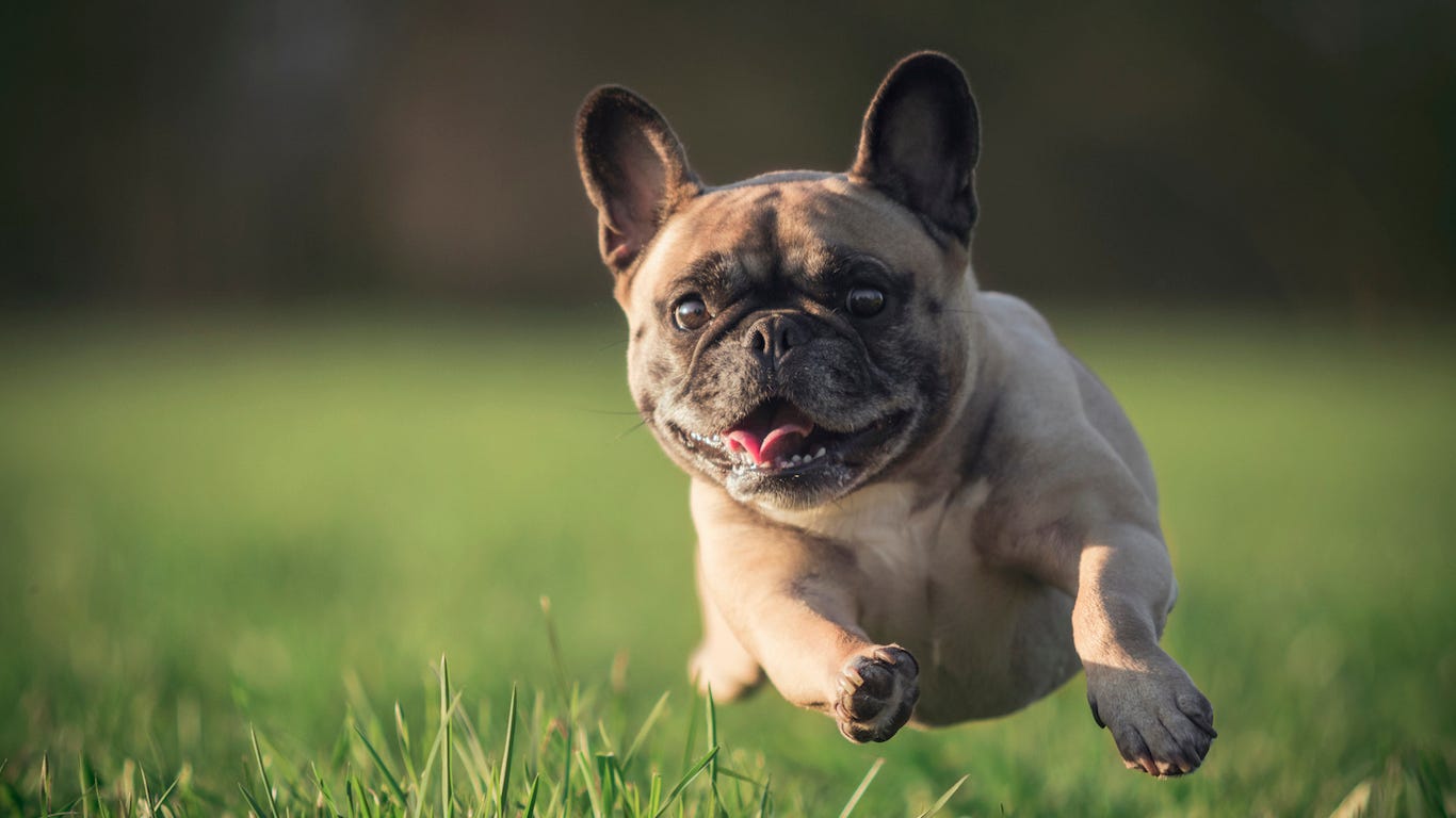 mini dog breeds list