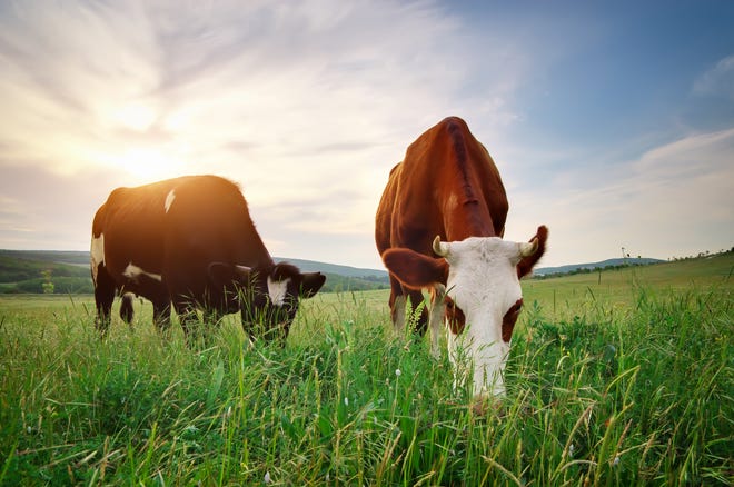 Healthy, lush pastures intercept and infiltrate more rainwater keeping nutrients and water in the fields and pastures instead of in lakes and streams.