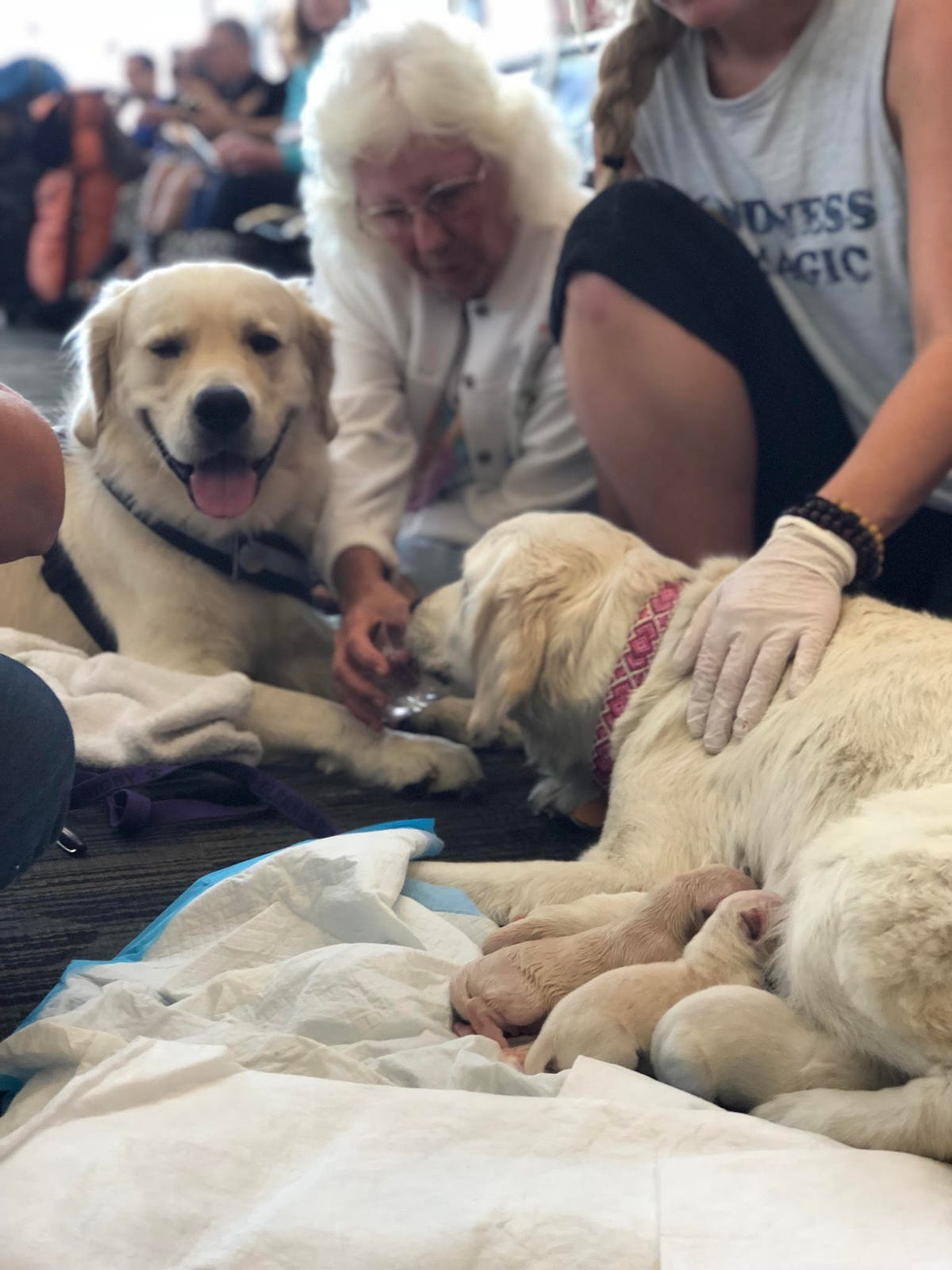 Airports Join Airlines In Tightening The Leash On Animal Travel