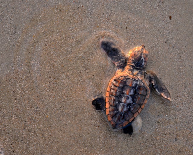 World Turtle Day Photos Of Sea Turtles Turtle Releases Turtle Rescues