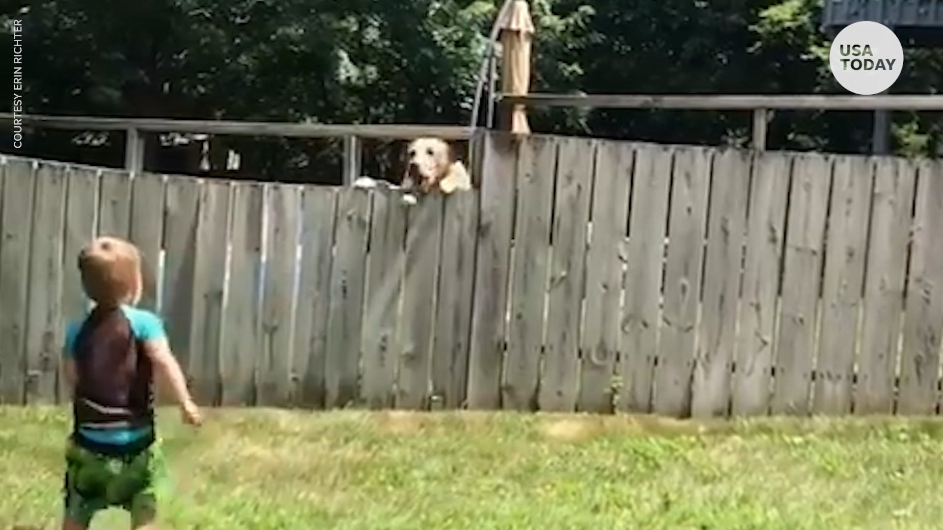 Toddler and dog play catch together