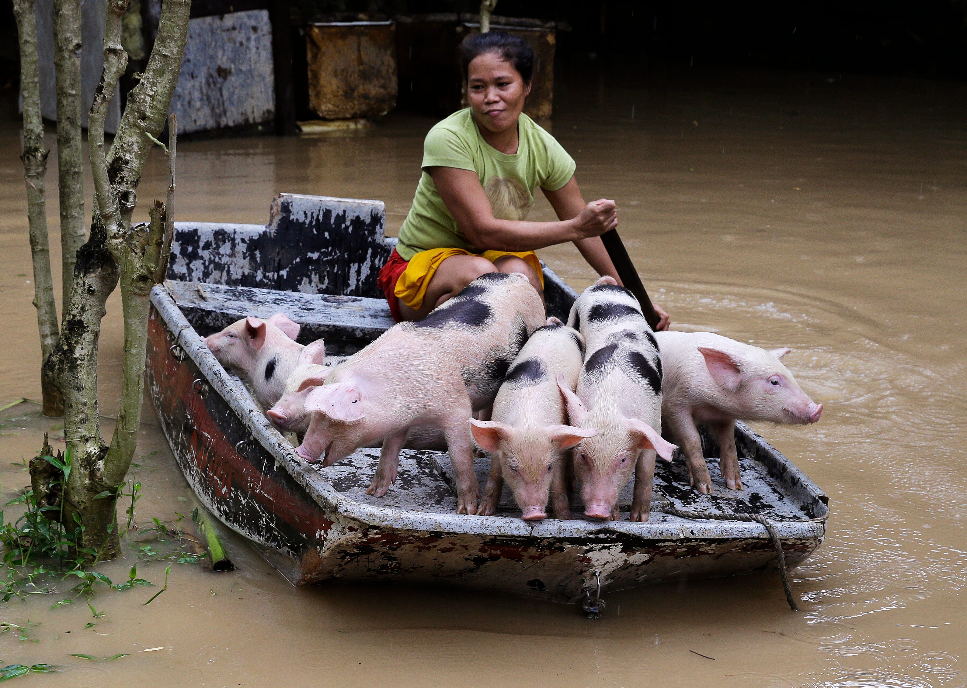 Evangeline Garcia paddles a boat-load of piglets to safety Quezon, Philippines on Friday, July 20, 2018. Southwest monsoon rains brought about by a tropical storm continue to flood parts of the region.
