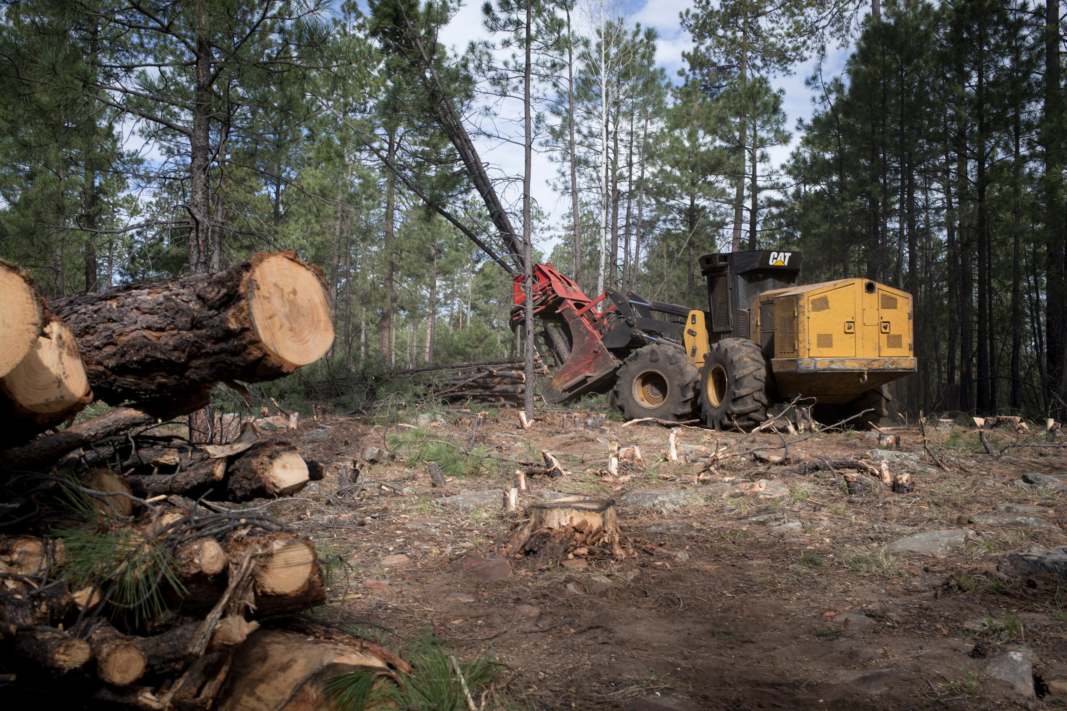 The Four Forest plan — or 4FRI — was intended to thin 1 million acres over 20 years within a 2.4 million-acre expanse stretching roughly from the Grand Canyon to New Mexico along the Mogollon Rim.